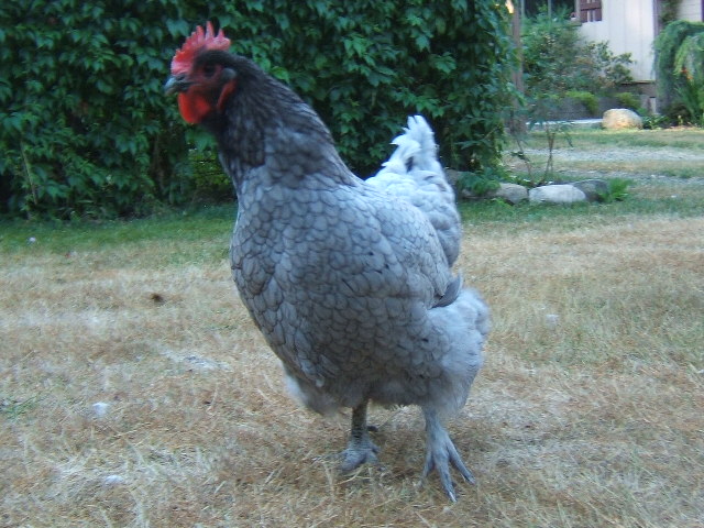 Bella, my blue Australorp.