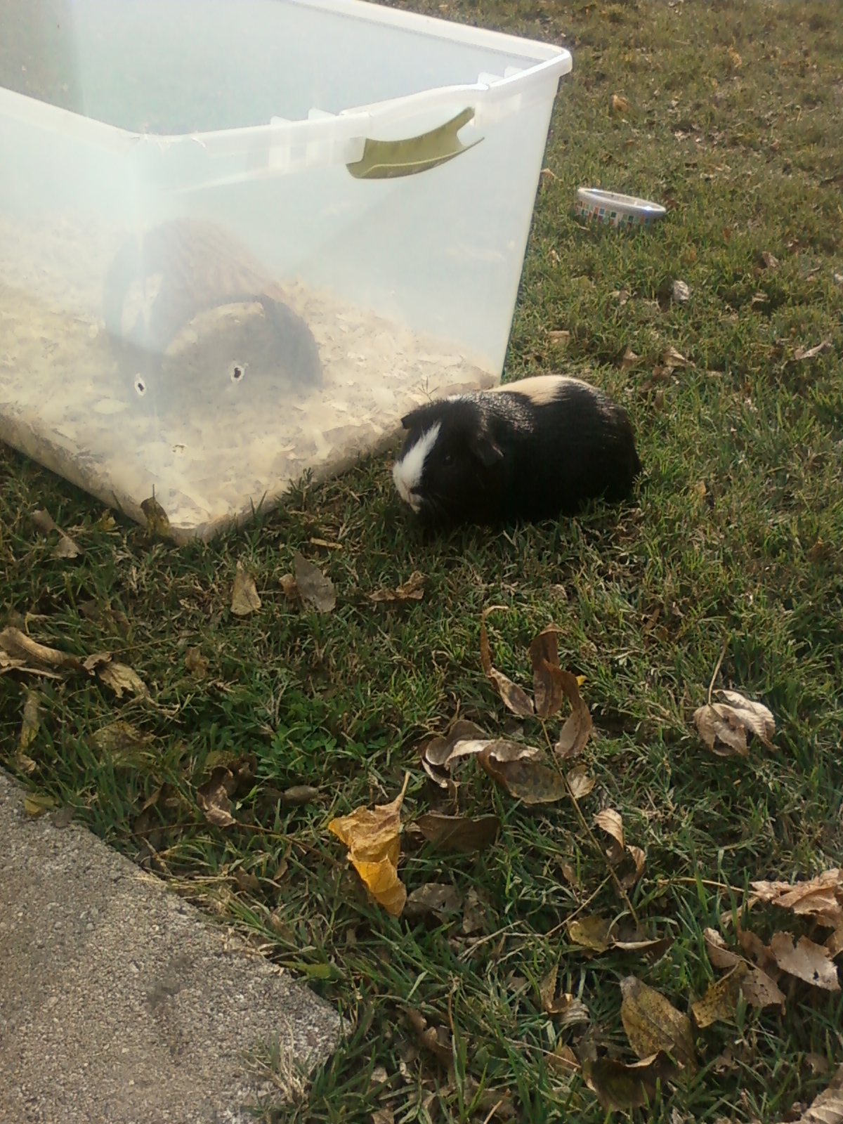 Bella, our Guinea Pig....she lives in the plastic tote at night and has a "run" to hang around in during the day(weather permitting).