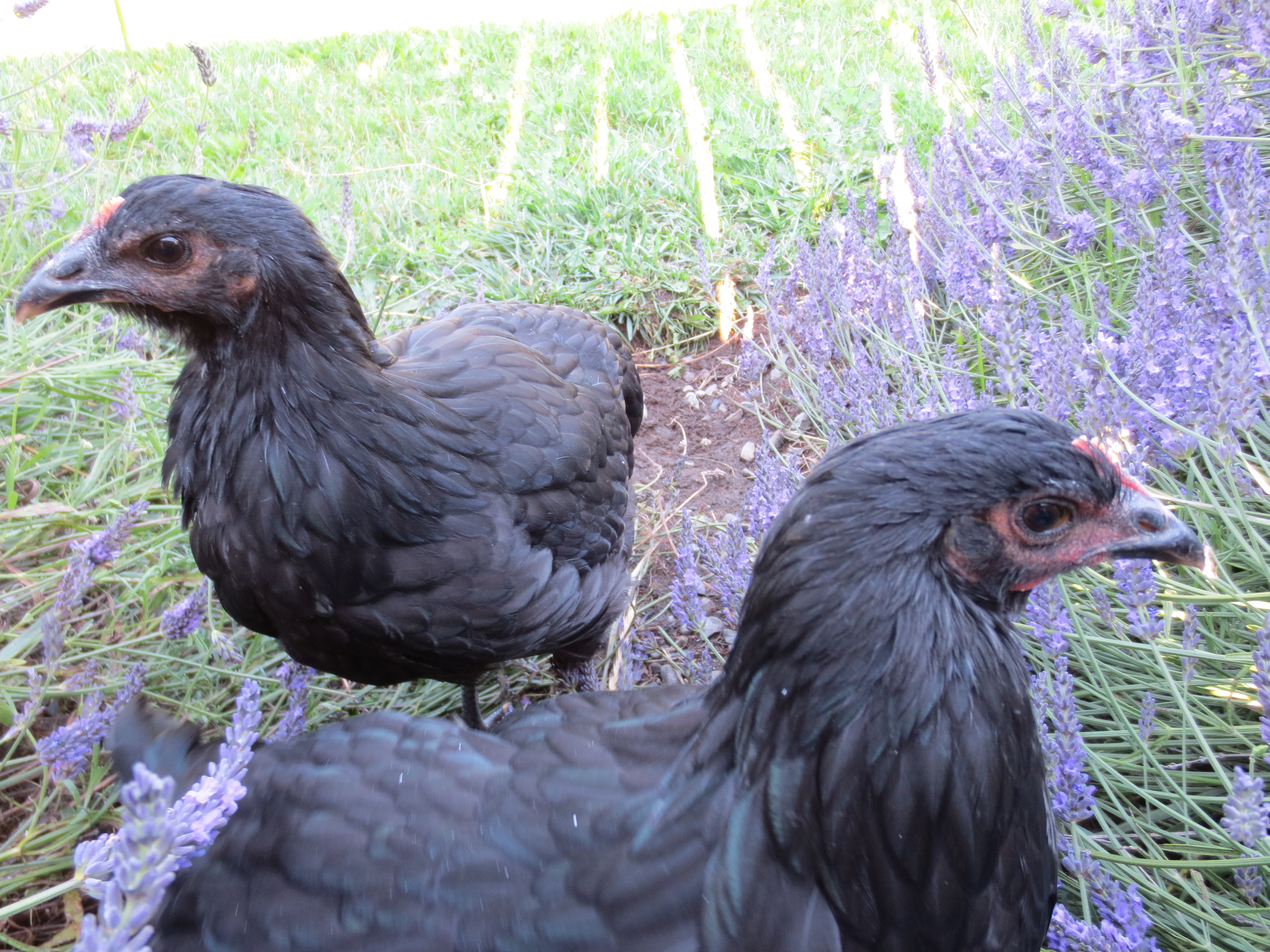 Bella & Peppa on a sunny morning enjoying the shade of the fence and lavendar.