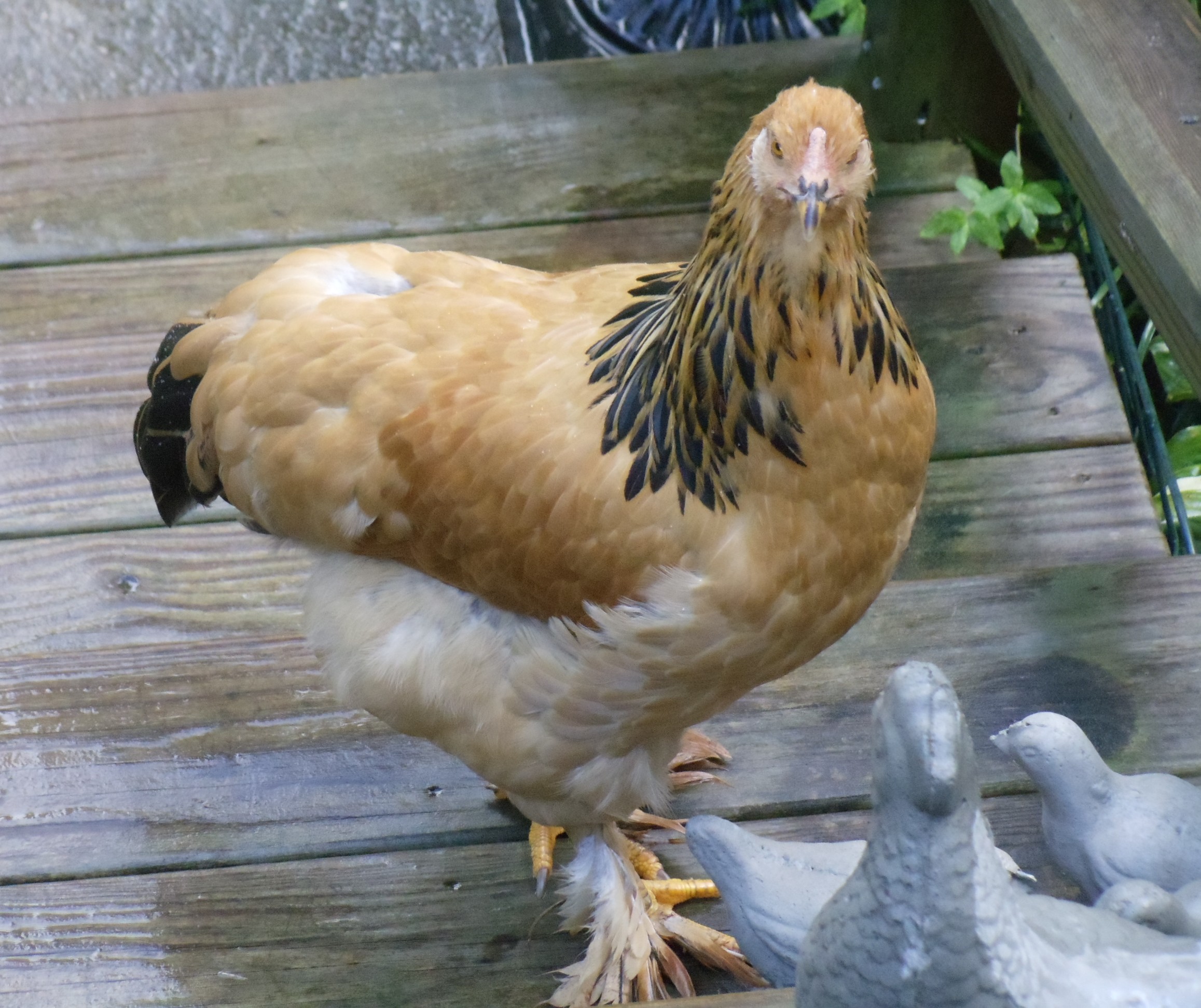 Bella the Buff Brahma