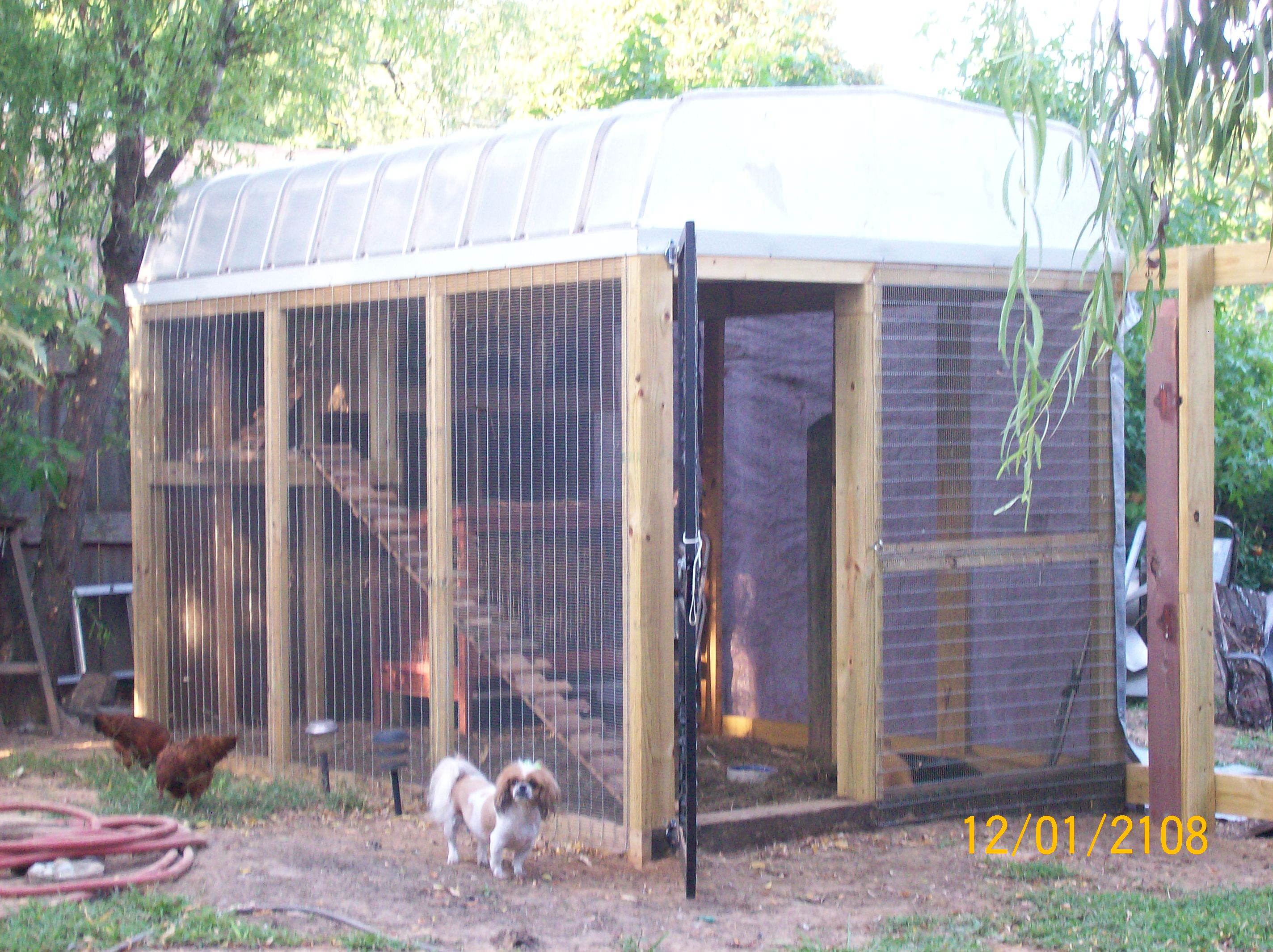 bella waiting for her flock to coop up