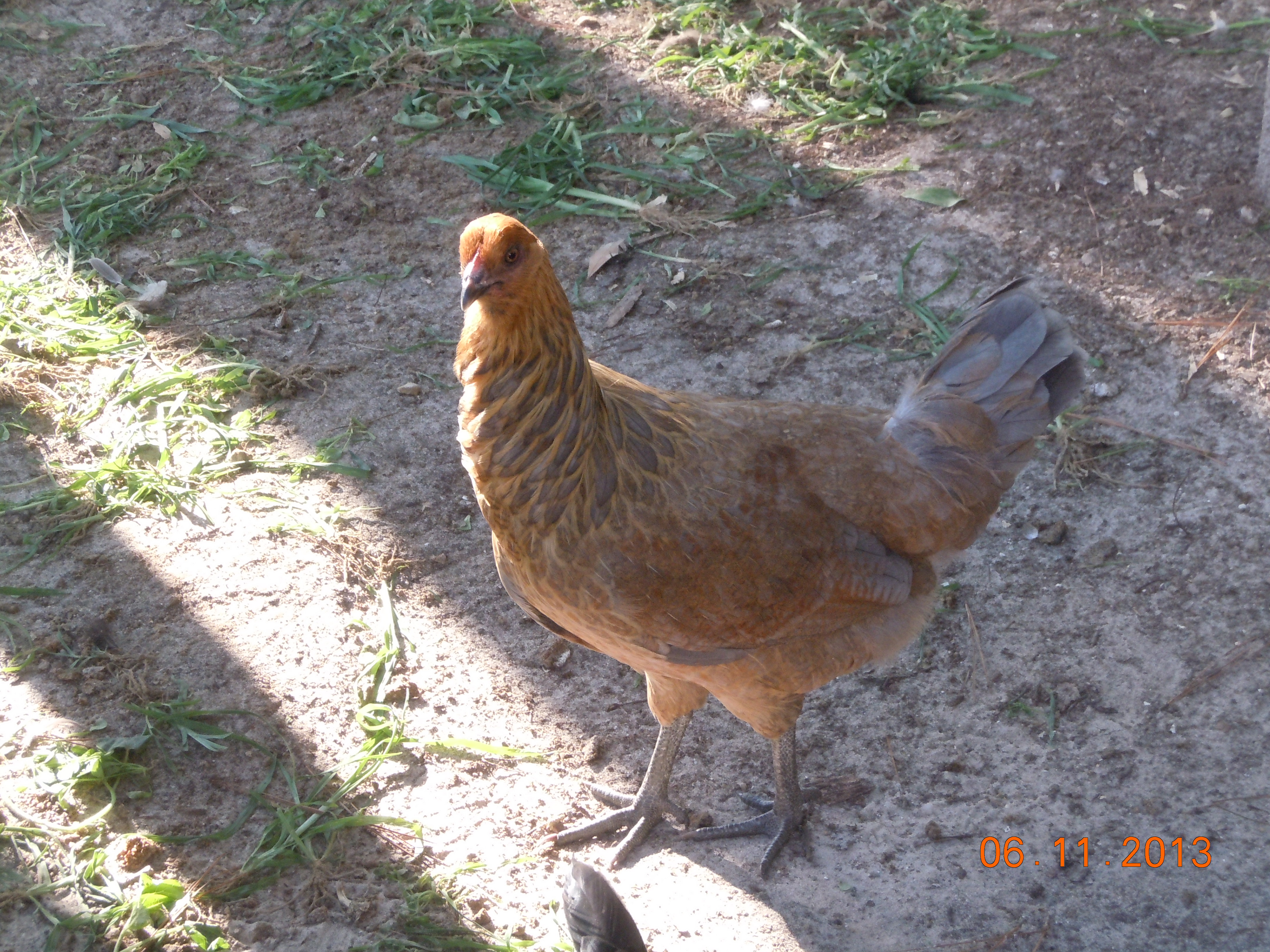 Belle, a game mix - @ approx 18 weeks