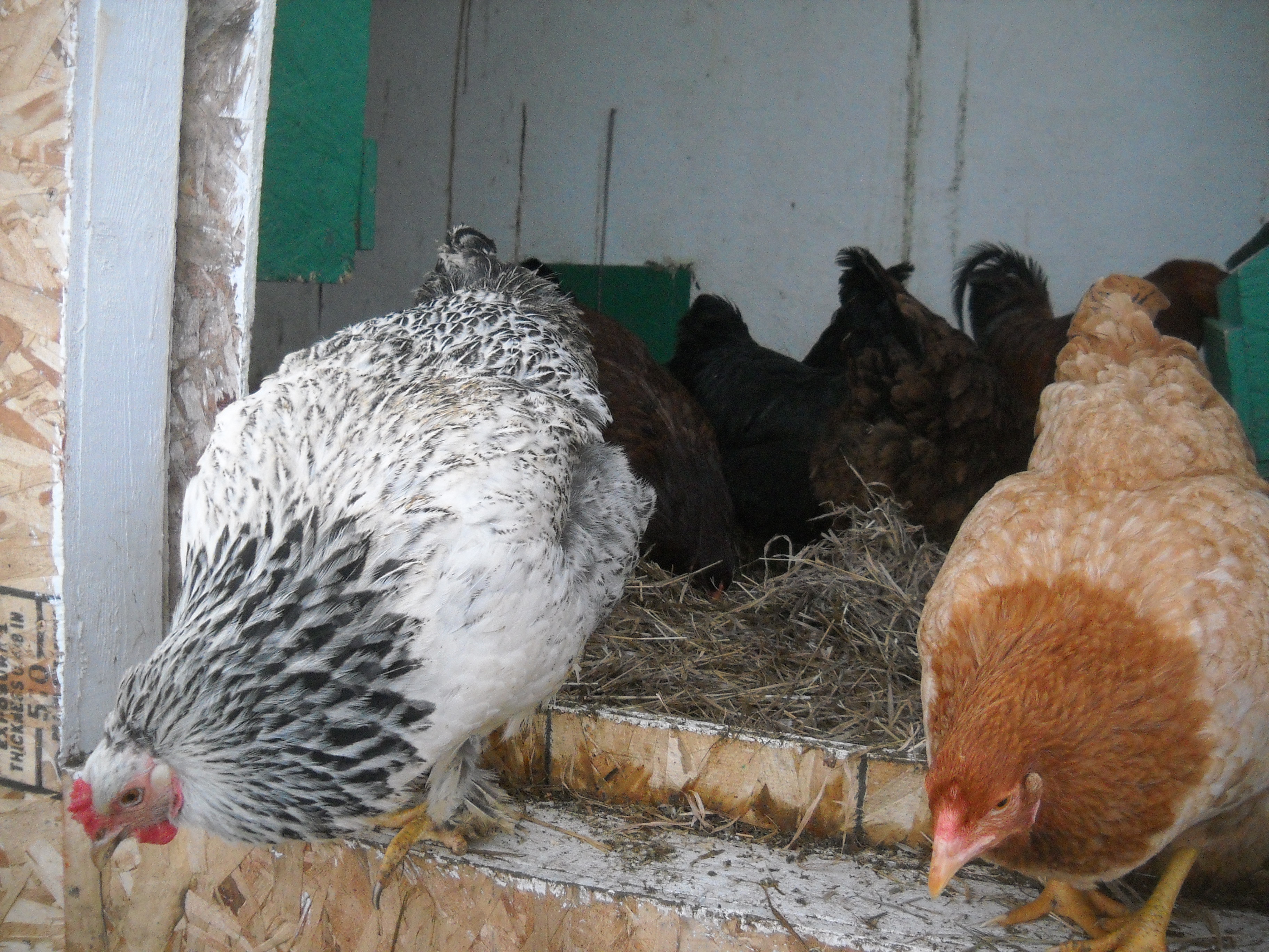 Belle, a Light Brahma and Marie, a Red Chantecler, are ready to go outside after 3 months of being in.