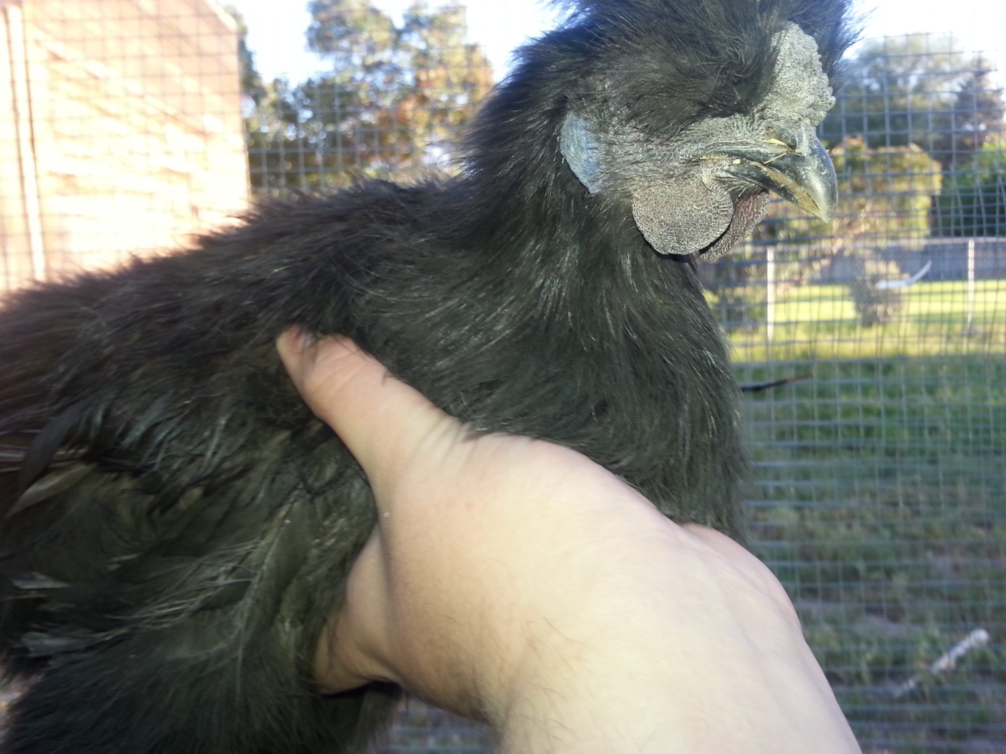 Belle although hes a boy haha black silkie