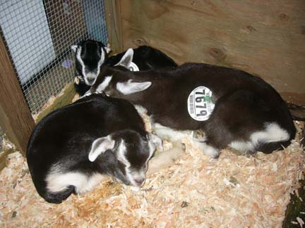 Belle, Bonnie and Baby when I first got them at auction