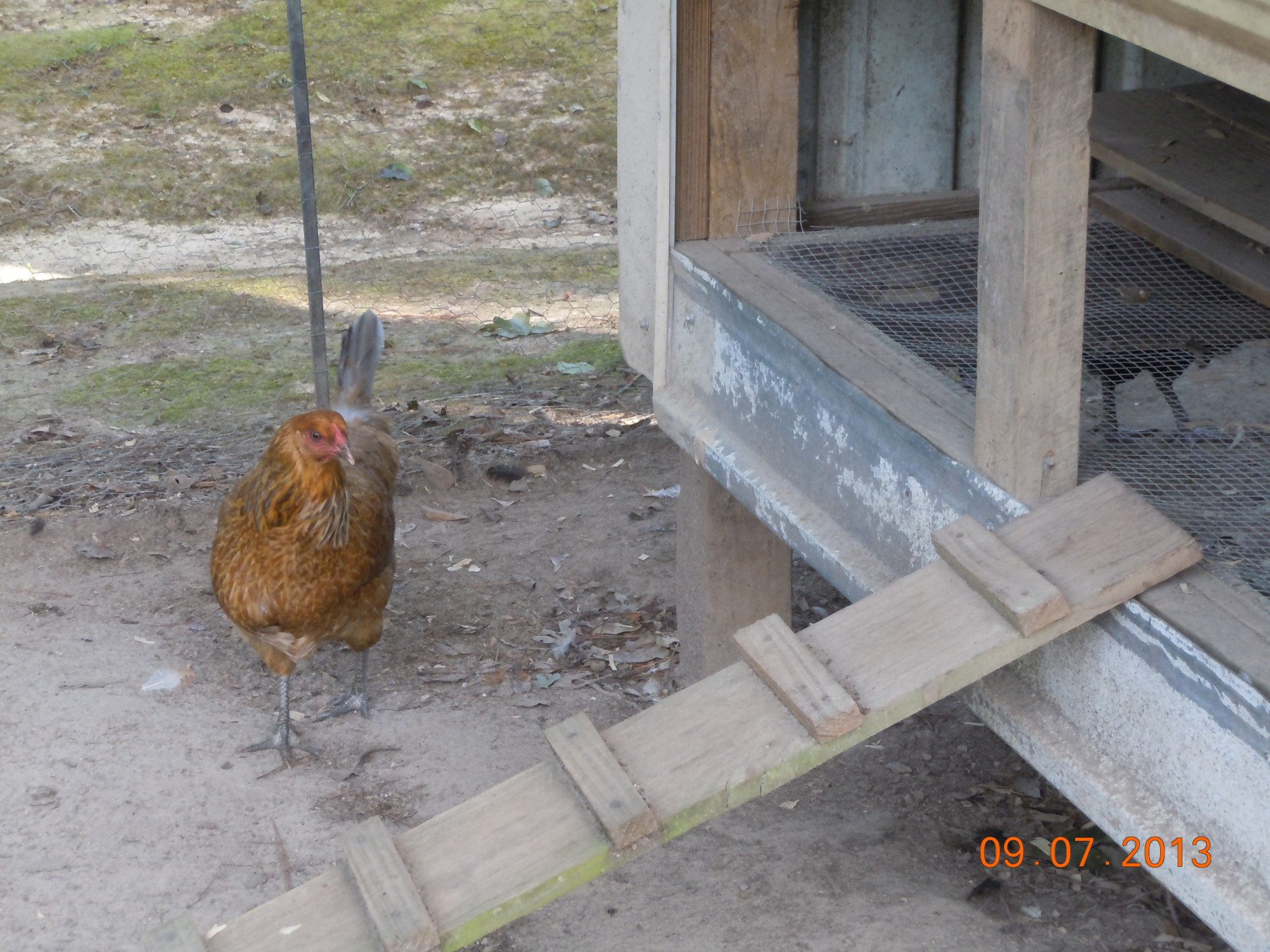 Belle getting ready to go lay an egg