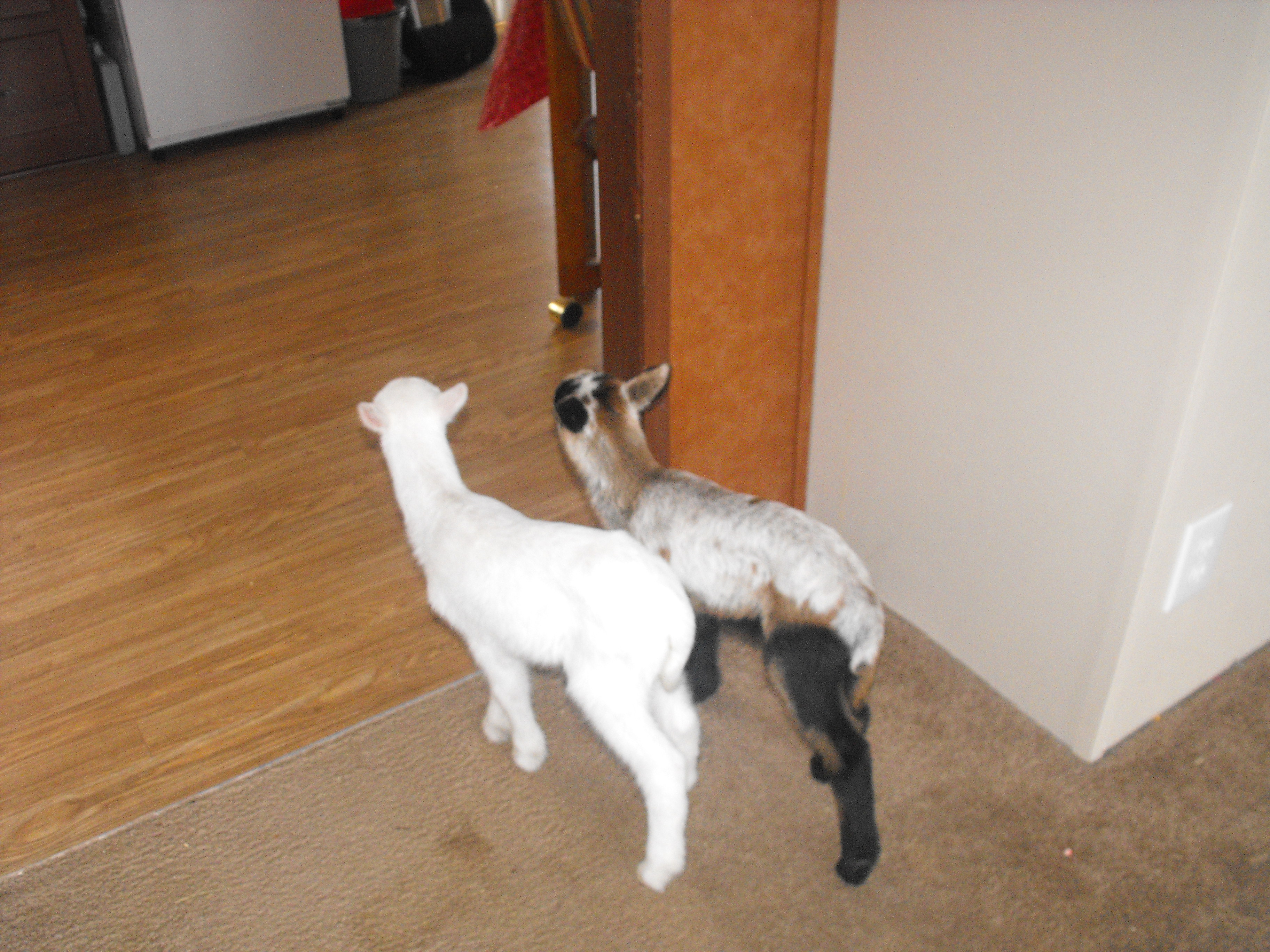 Ben and Chase deciding if they want to explore the kitchen.