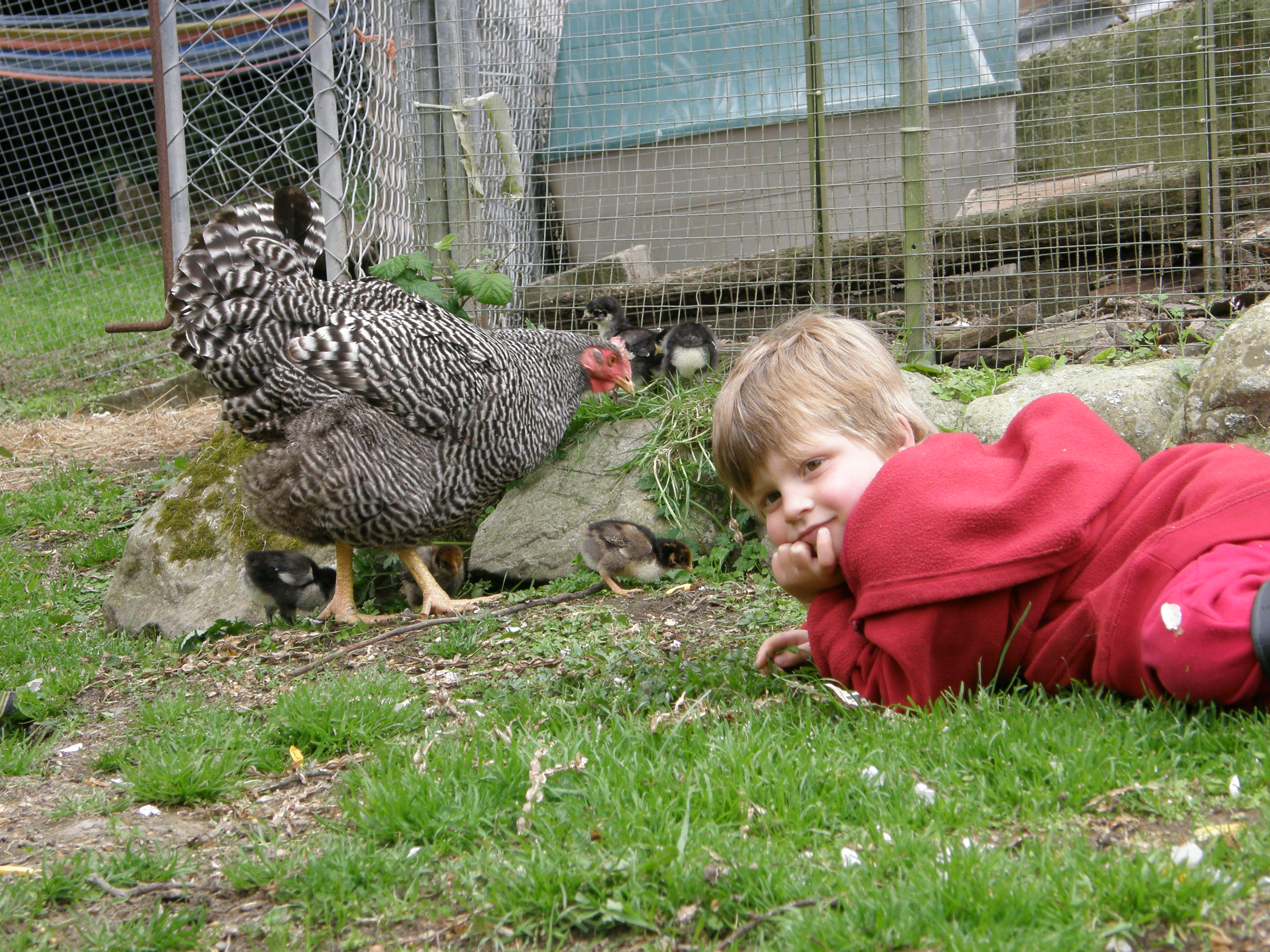 Ben and Josephine who hatched our first posted fertile eggs.