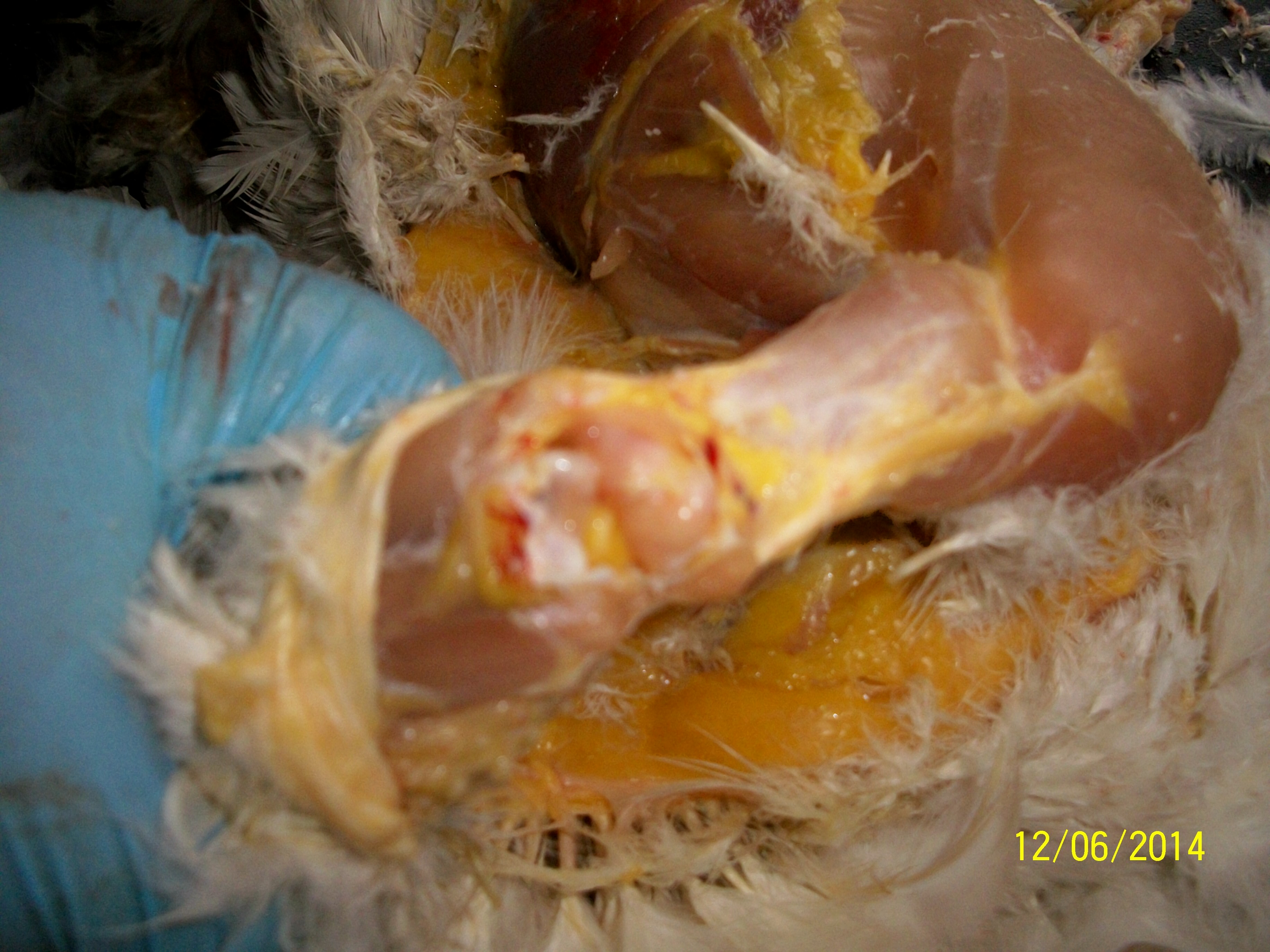 Bend this joint hard until you hear the tendons and cartilage give way, cut the bone and skin loose here.