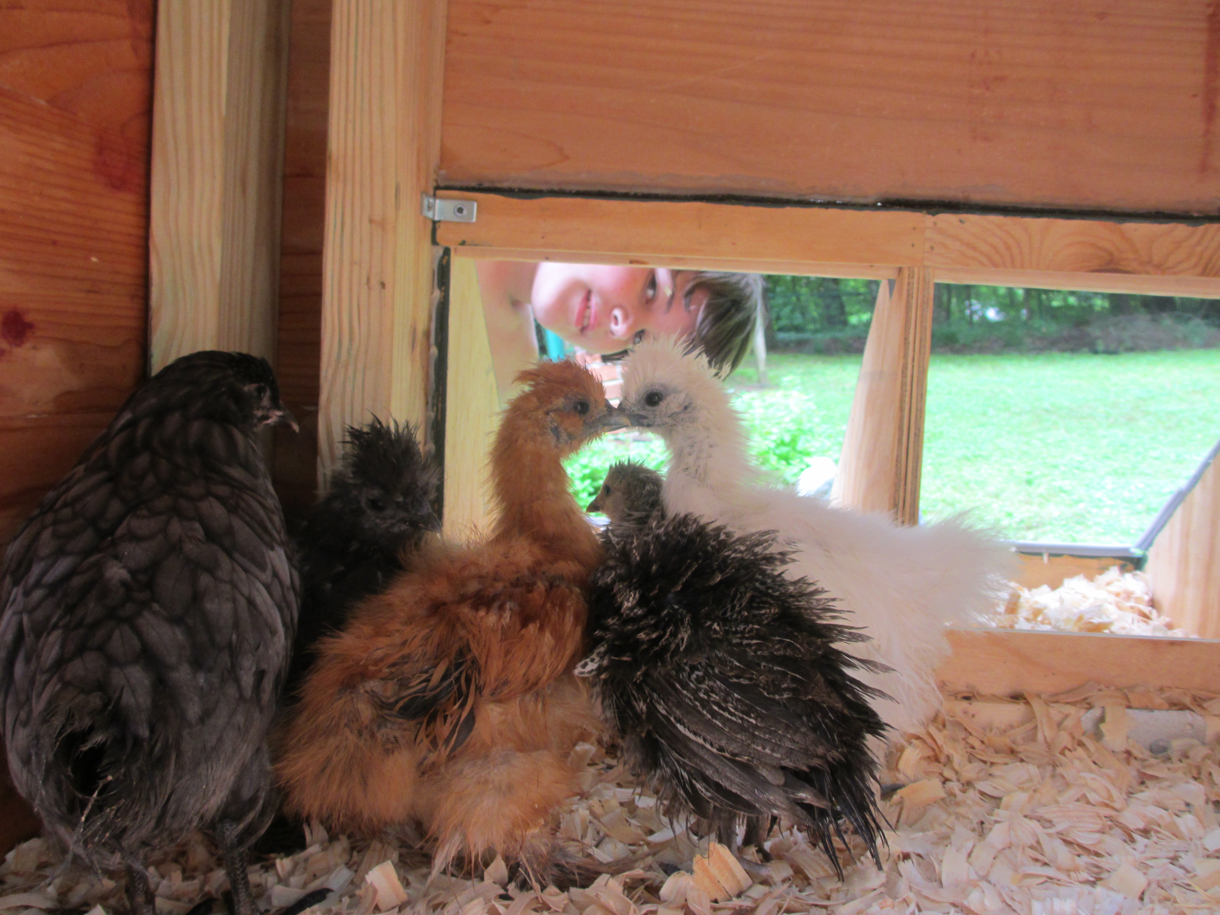 Benjamin peaking in from the nesting box lid