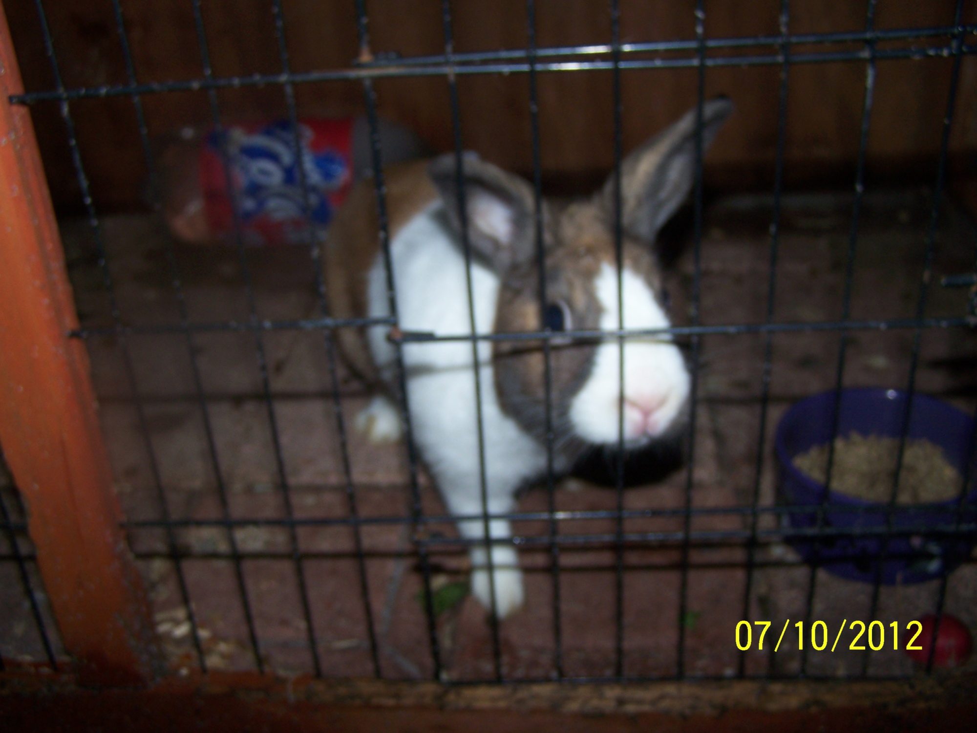 Benny again in his hutch 2 months after we got him the first picture is when we first got him
