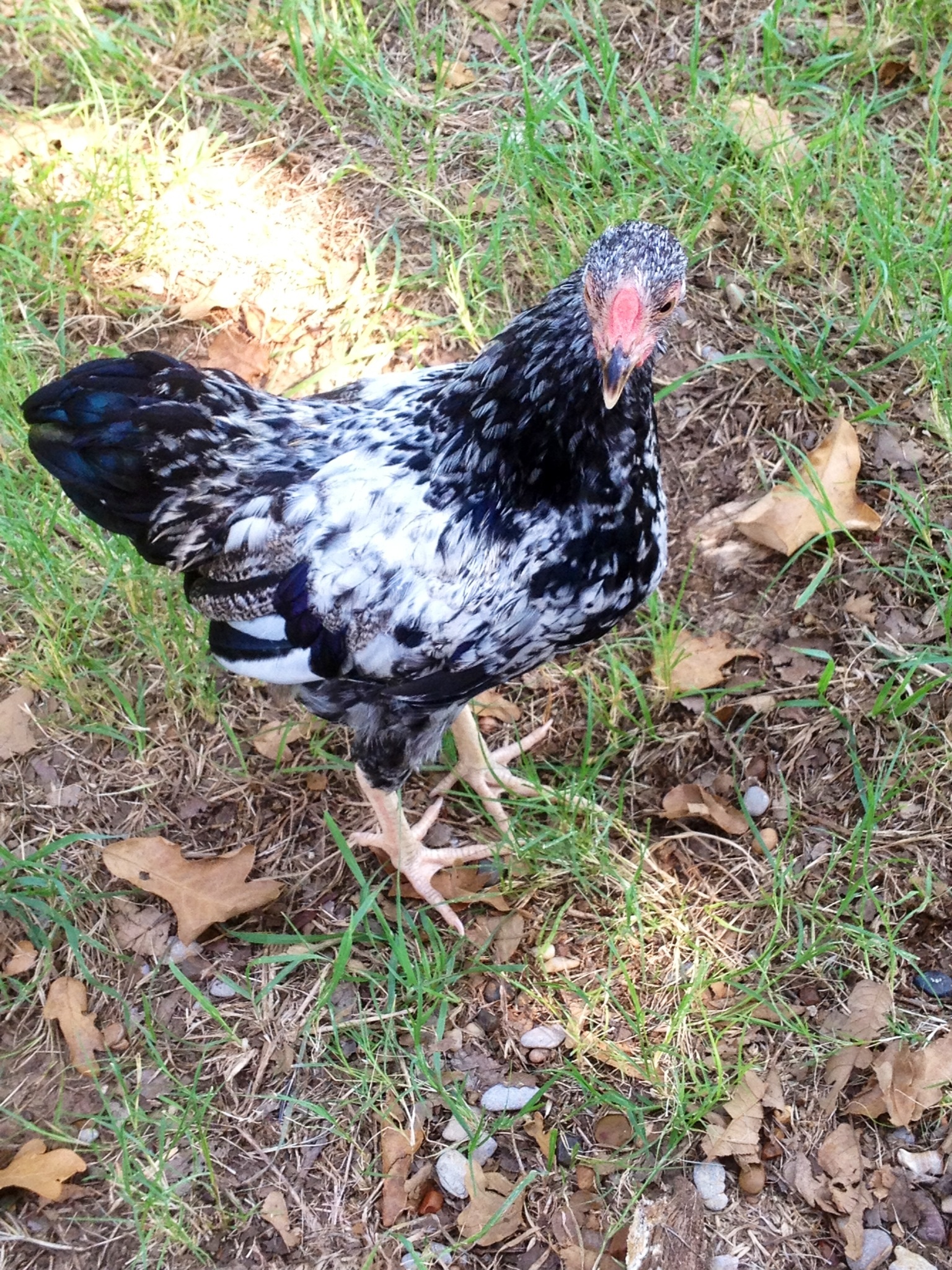 Benny, formally known as Jenny.