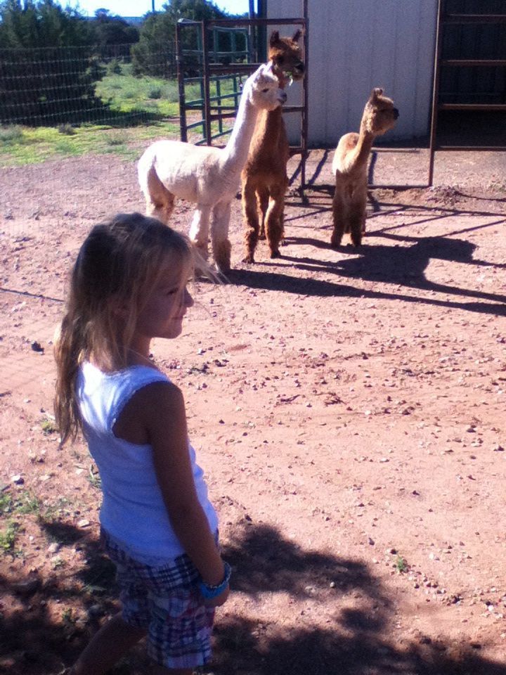 Bentli... Alpaca whisperer!