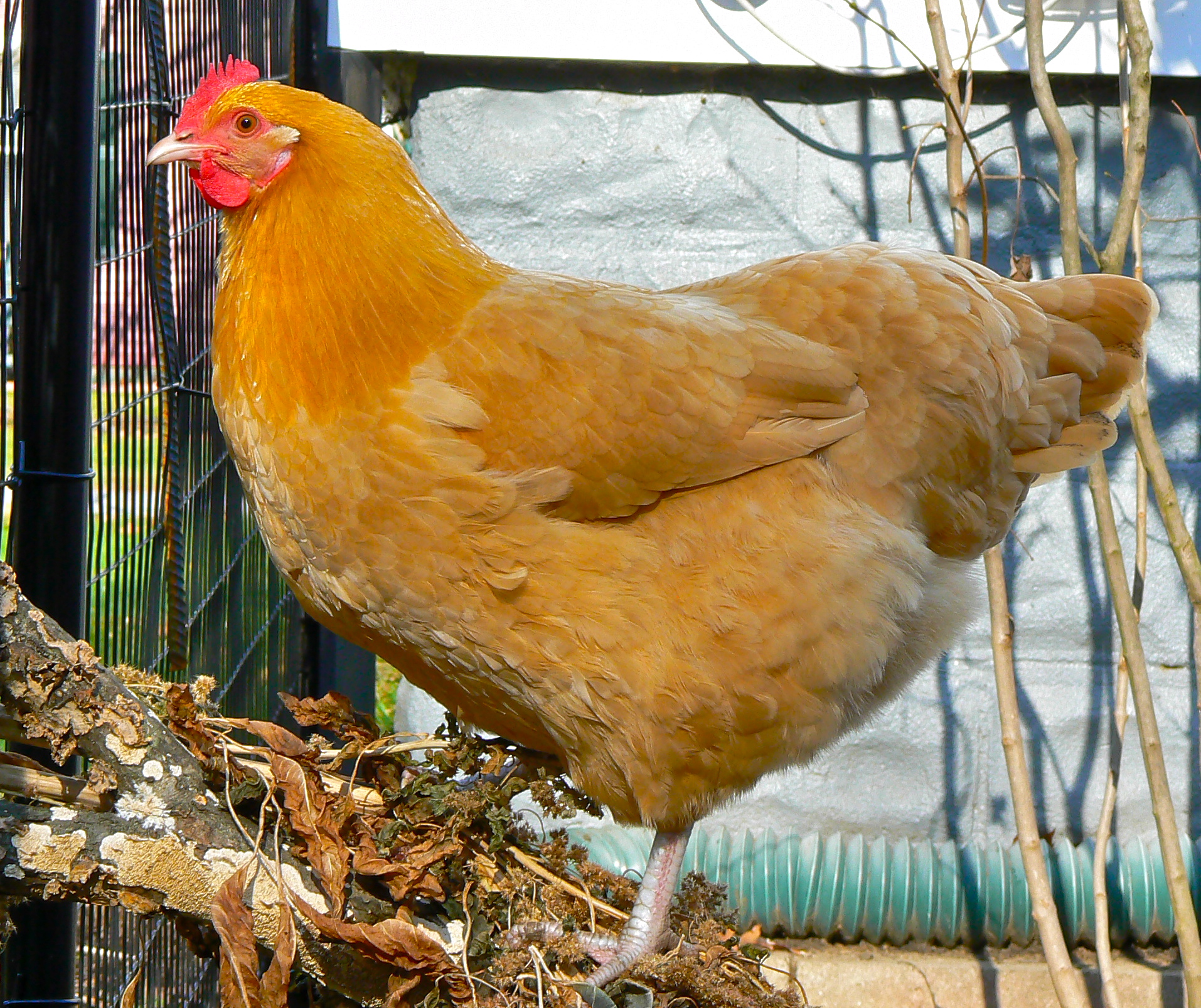 Bernadette - Buff Orpington