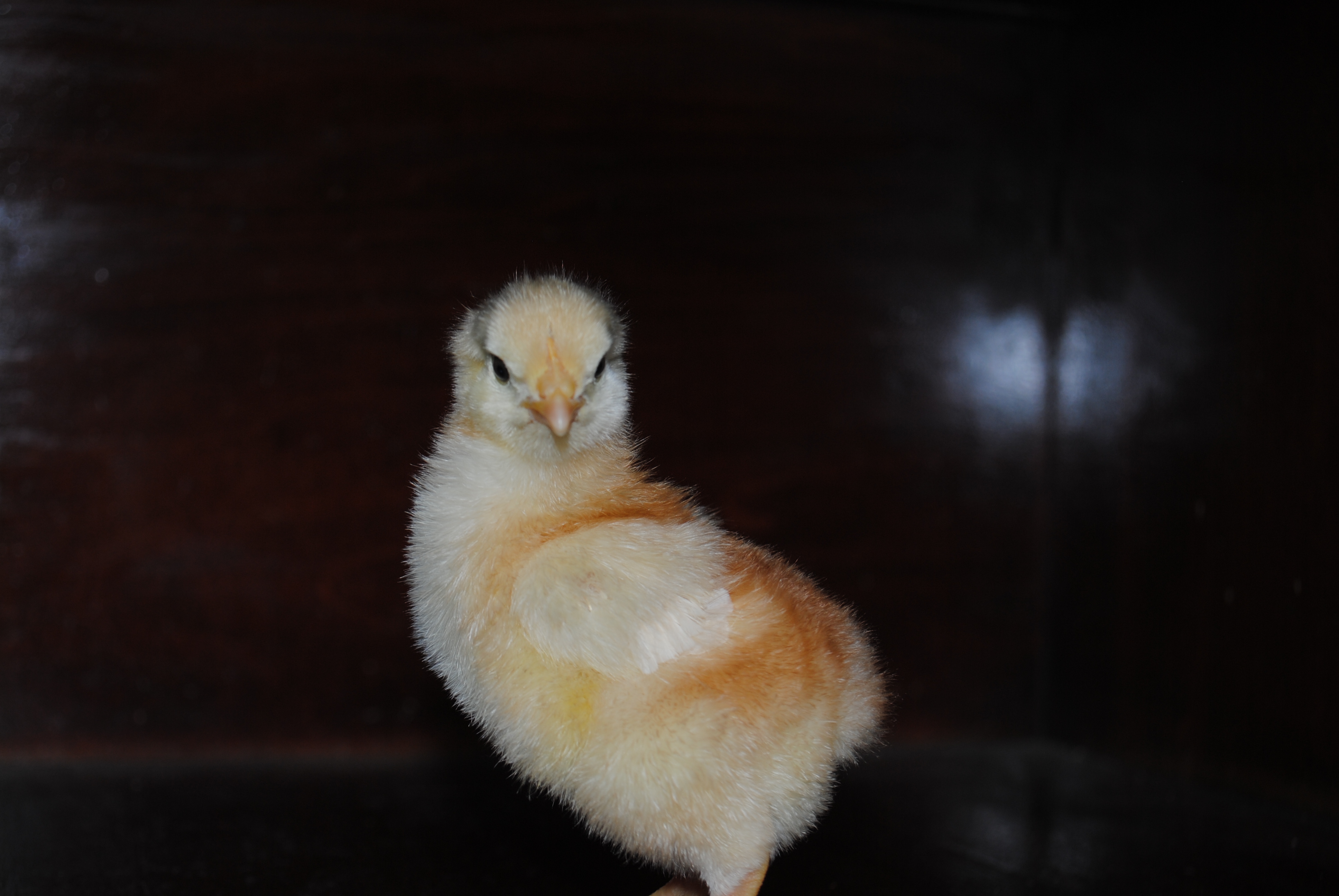 Bernadette! So pretty!!