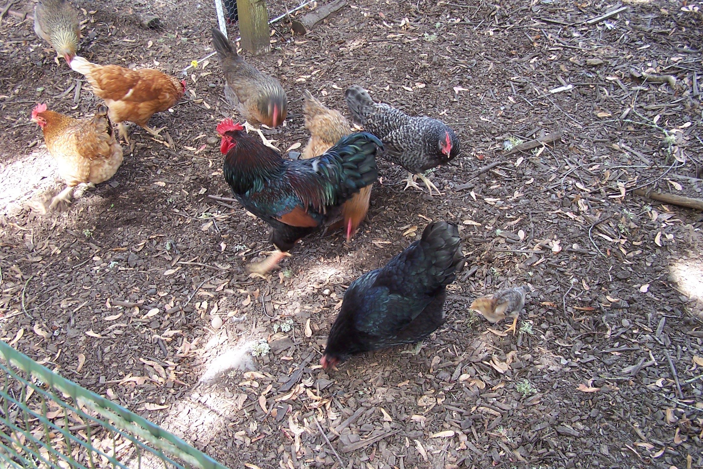 Bernard my Barnevelder roo with some of his girls