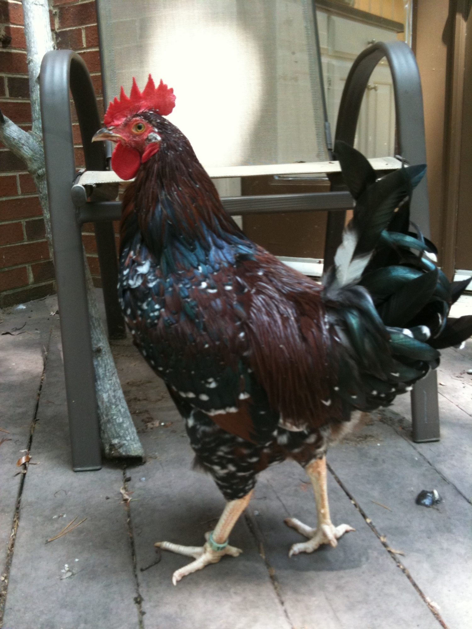 Bernard - Speckled Sussex