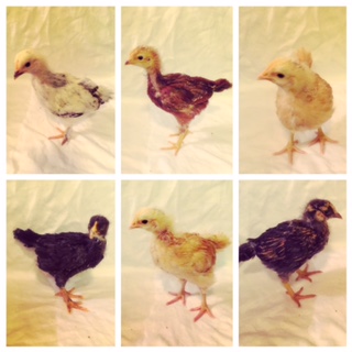 Bernice, Maxine, Gladys, Harriet, Alice and Clementine 3 weeks old