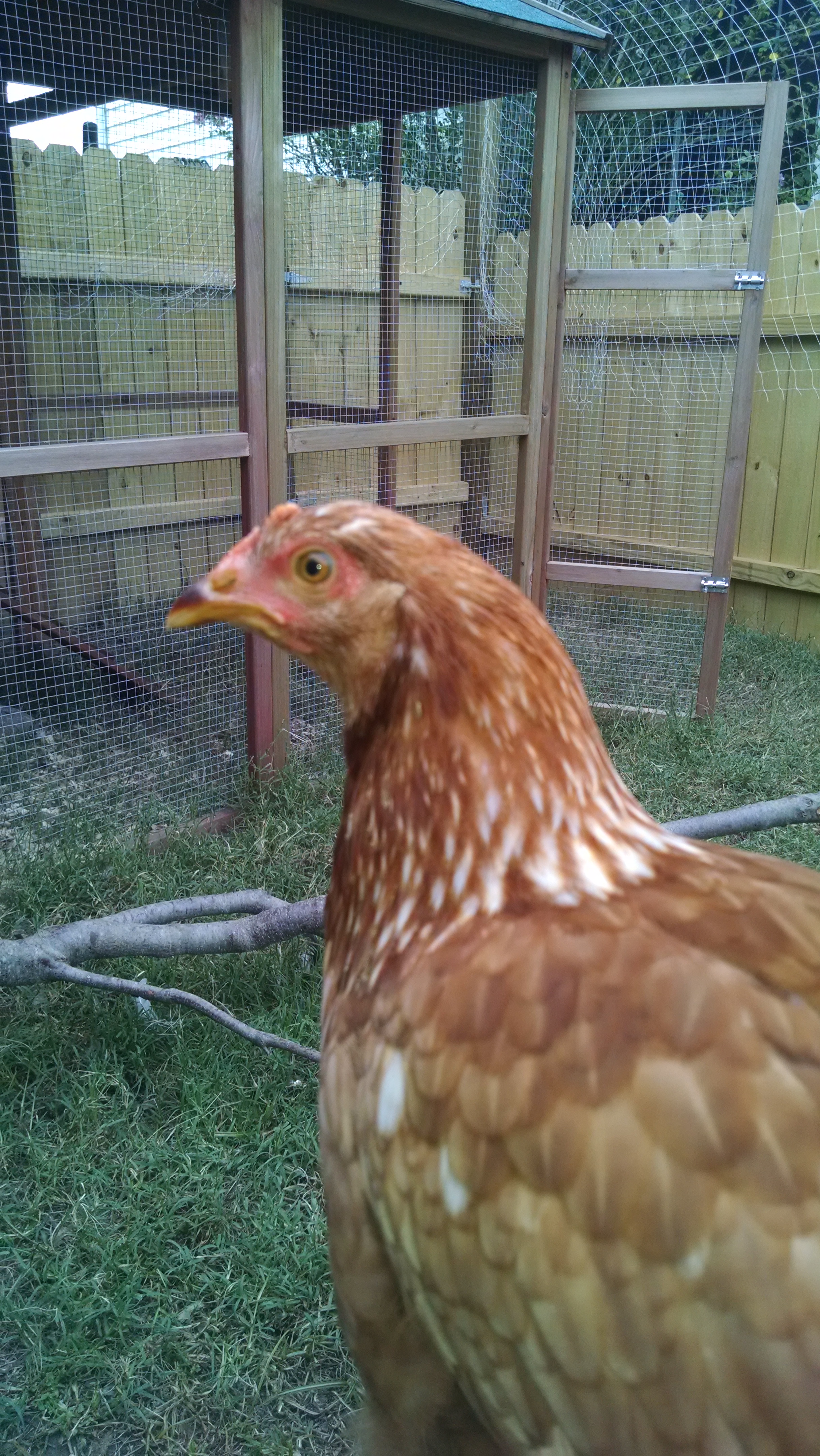 Bernice the Beauty Queen