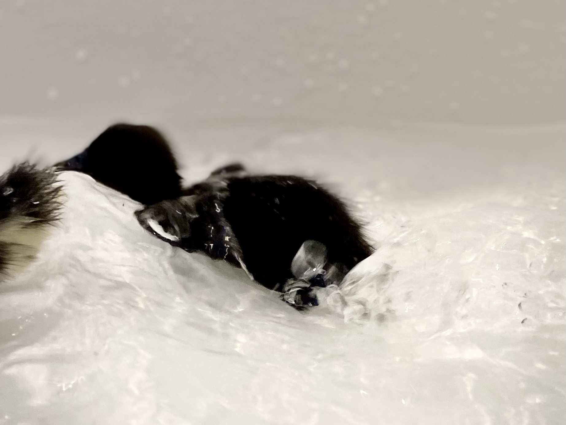 Berry swims!!