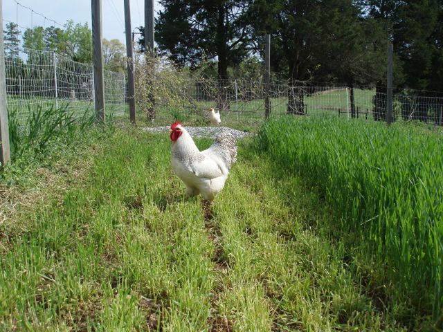 Bert in spring Winter Wheat