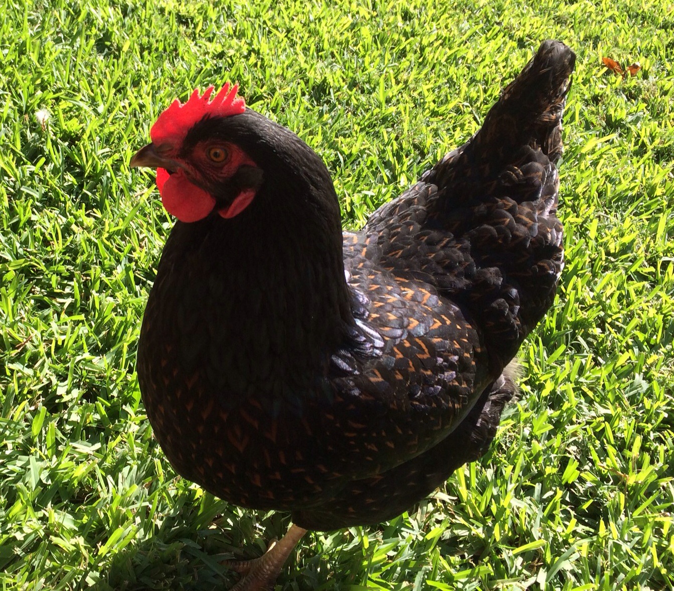 Berta.  Oct. 5, 2014.   Berta hatched on March 31, 2014
