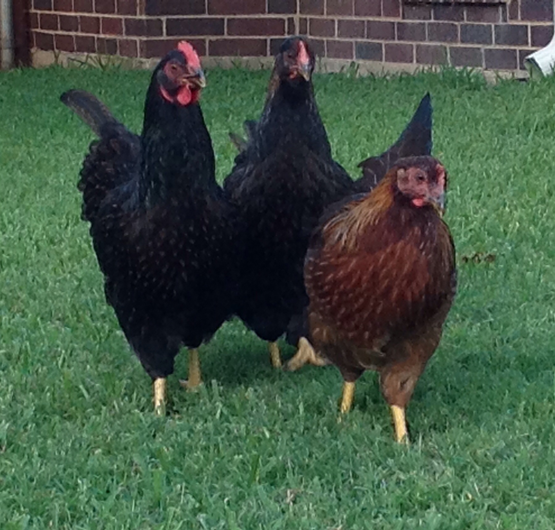 Berta, Stella and Ladybird