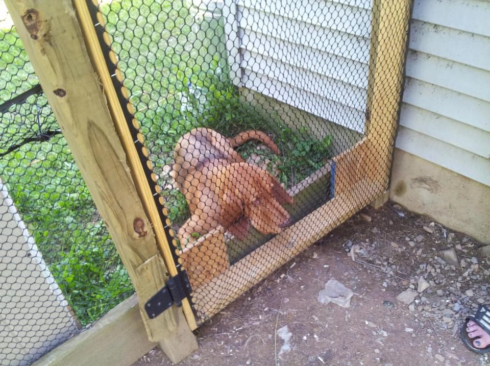 Berta wishes she could come in and play with her peeps.