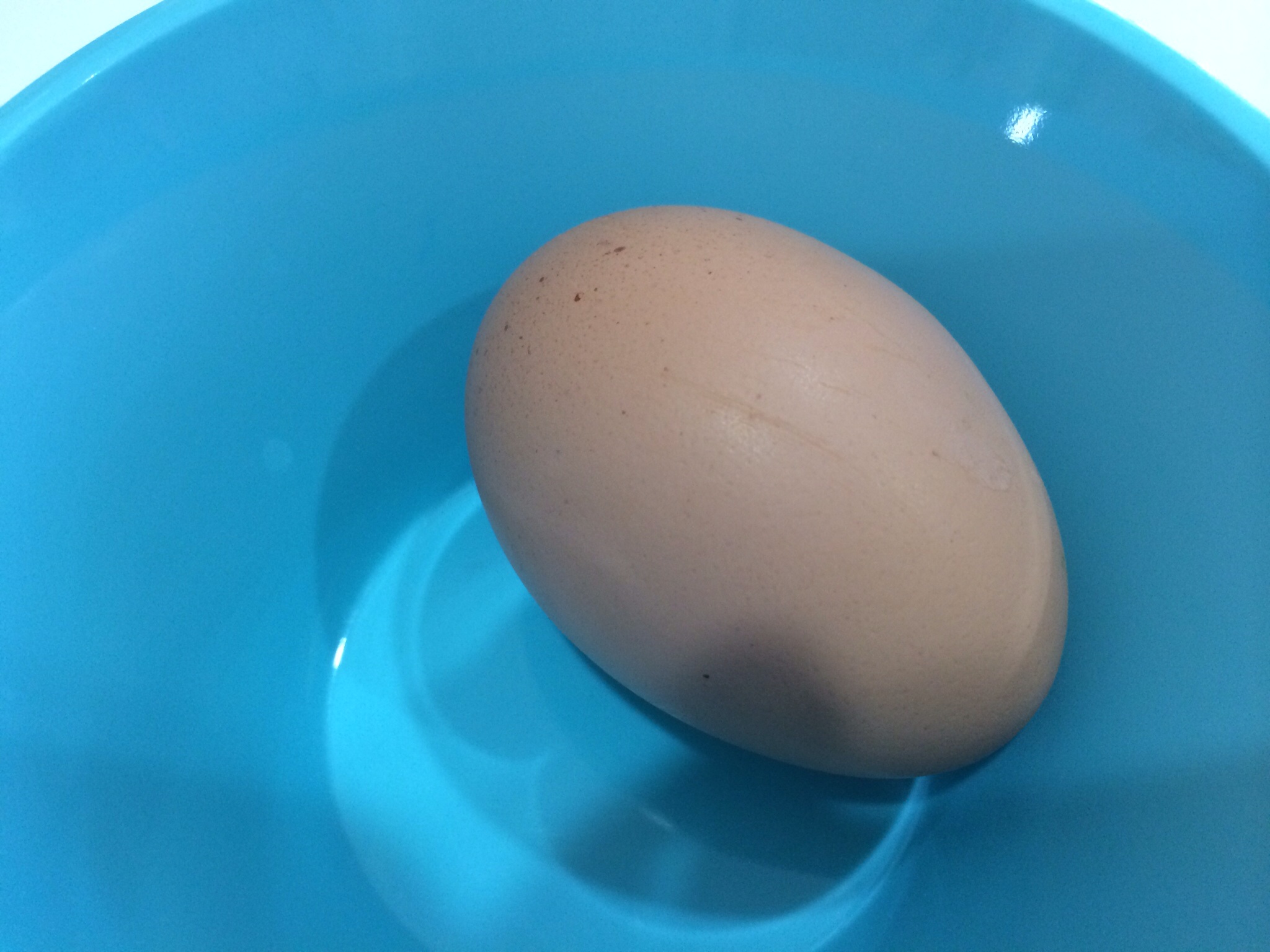 Berta's egg