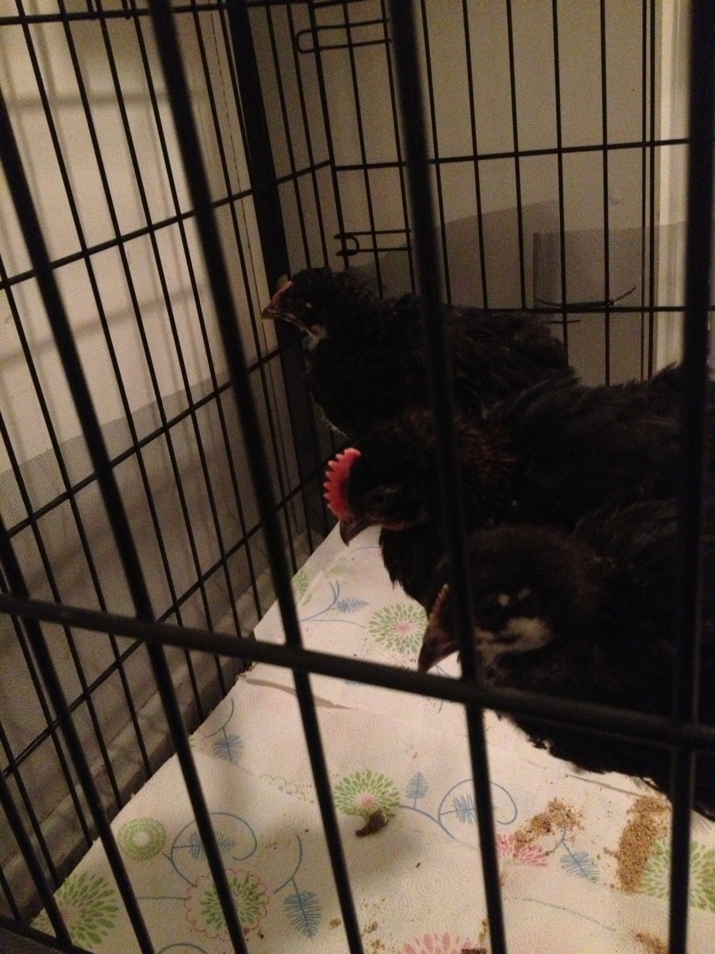 Bertha, Brewster and Betty