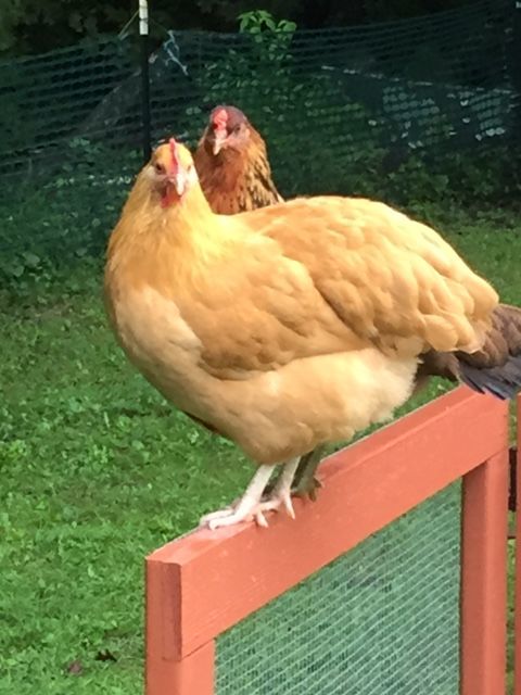 Bertha Buff and her friend Lena hanging out on a rainy day.