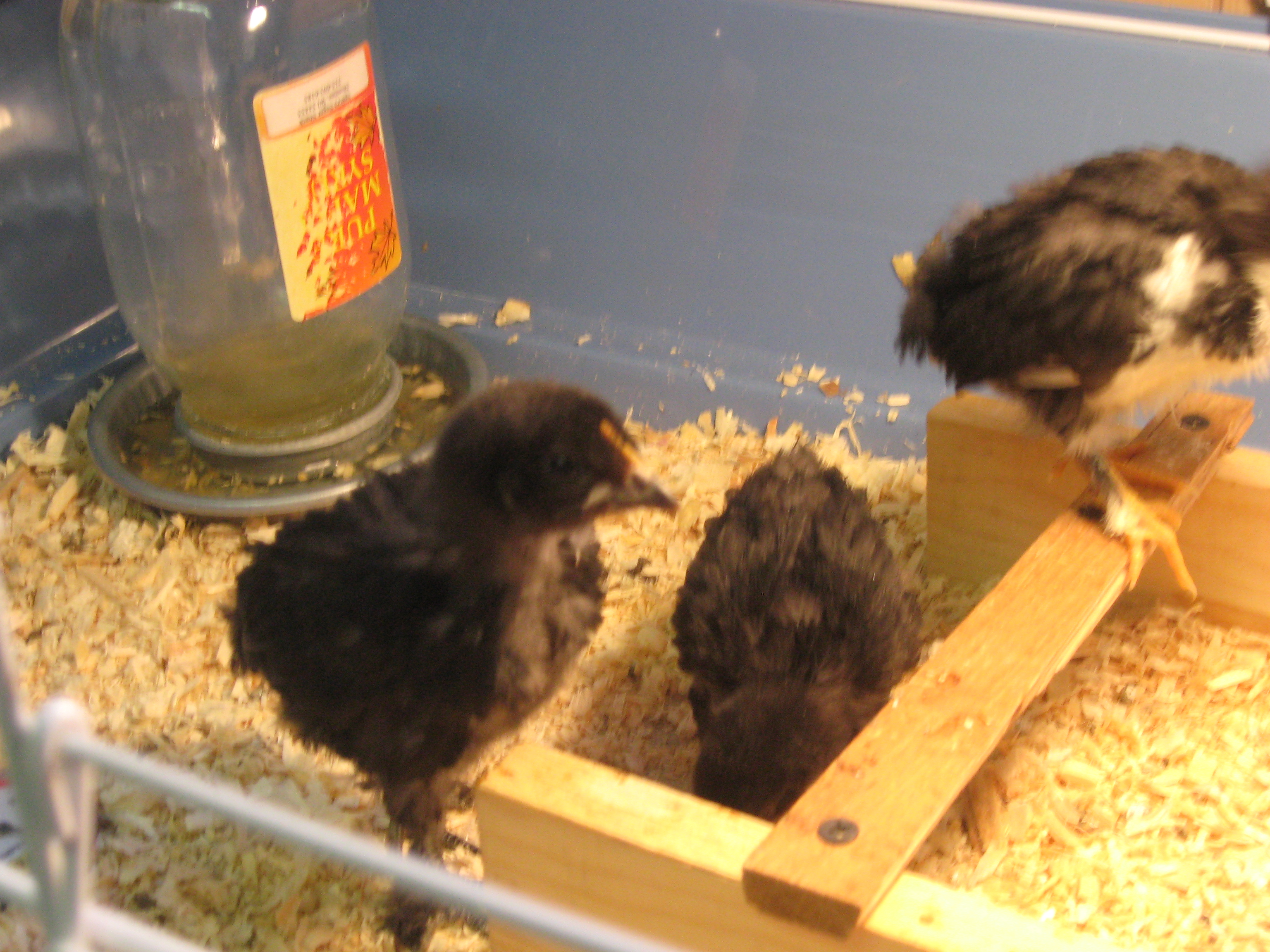 Bertha, Trouble and Squeakers