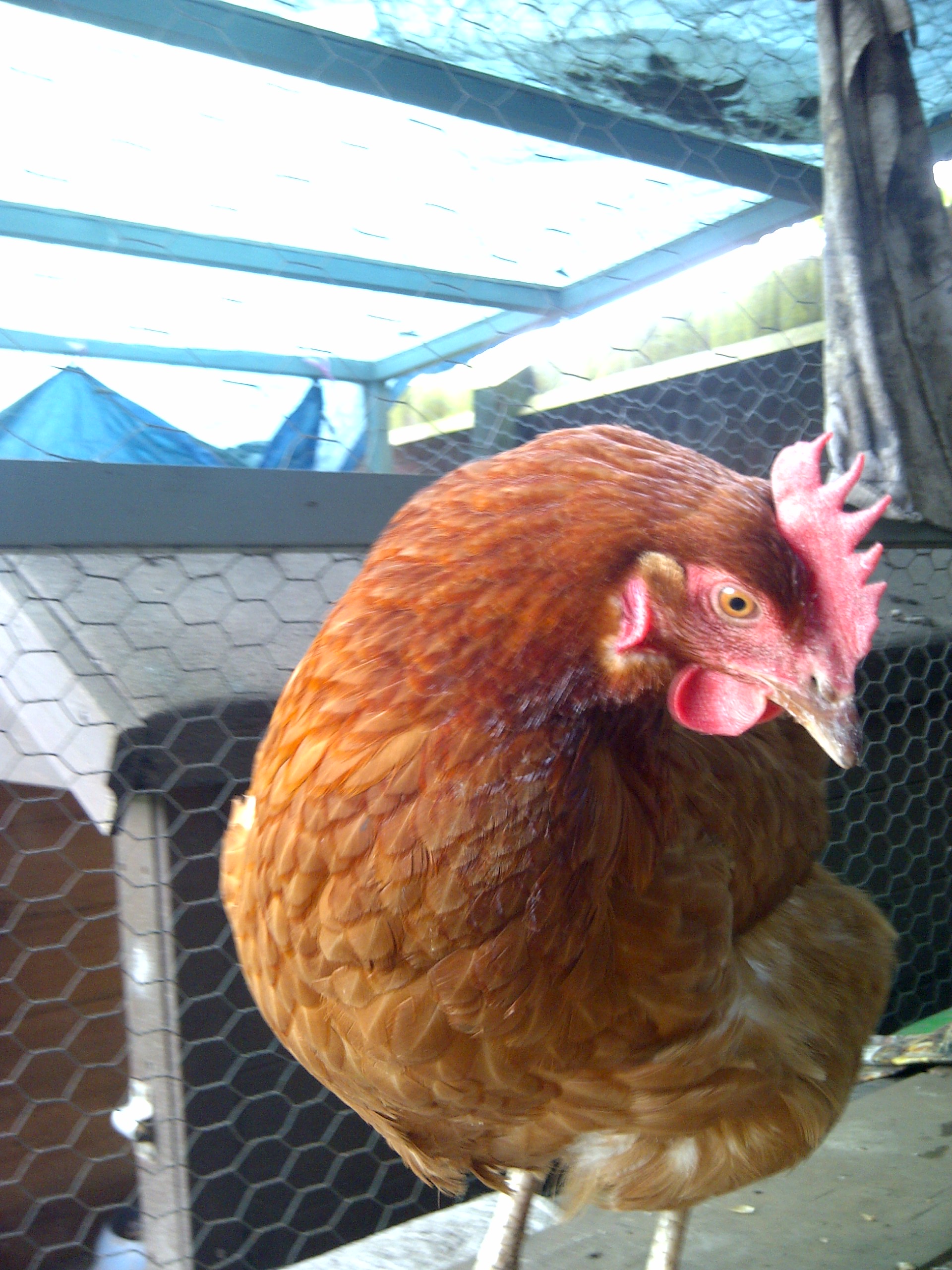 bertha