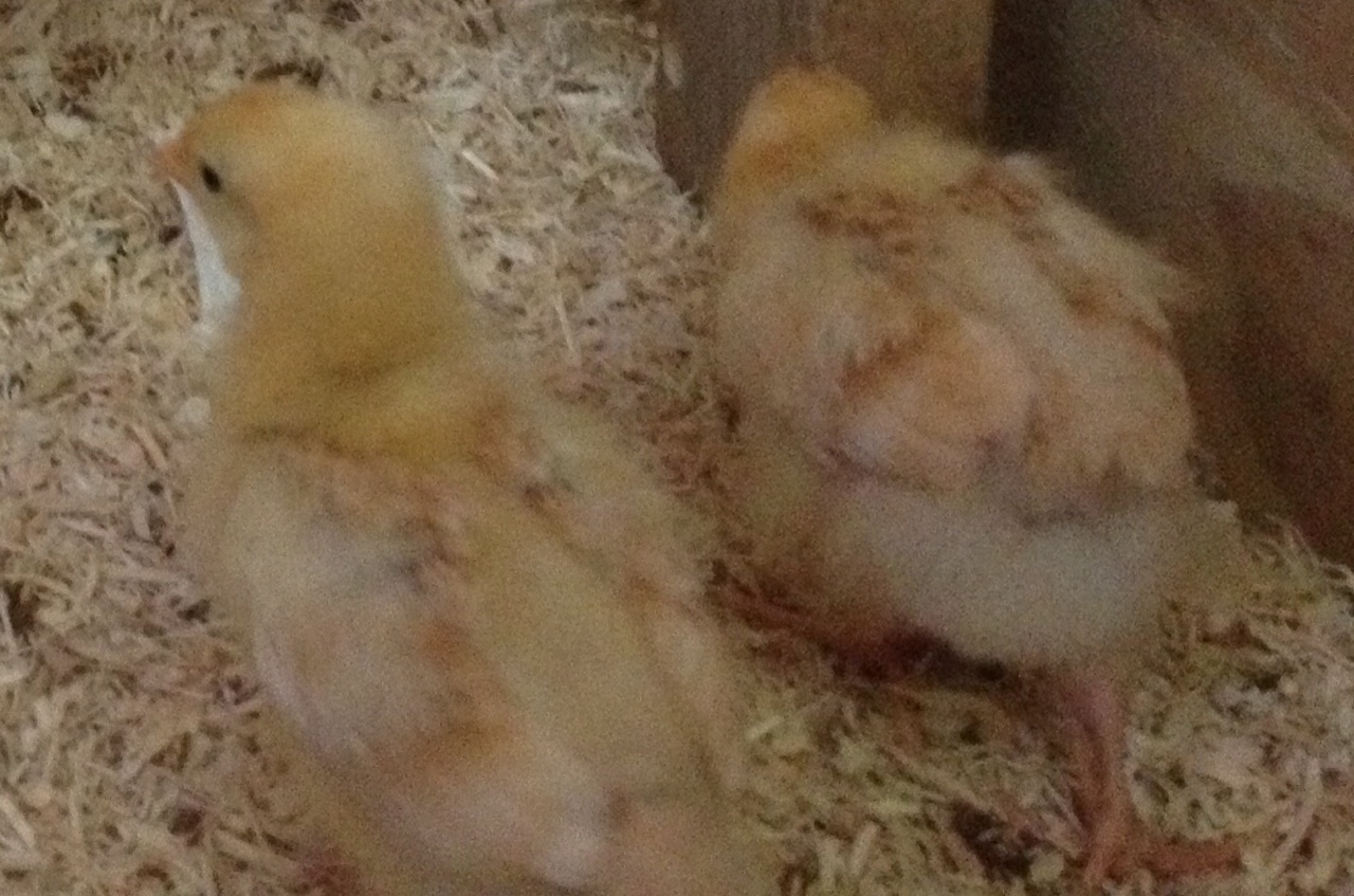 Bertie (Alberta) and Gert (Gertrude)- Buff Orpingtons. Gert  is fatter with darker wing colors