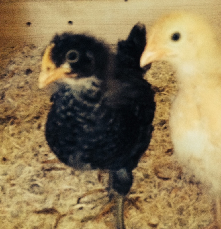 Bertie (BO) and Matilda (Barred PR) in the coop