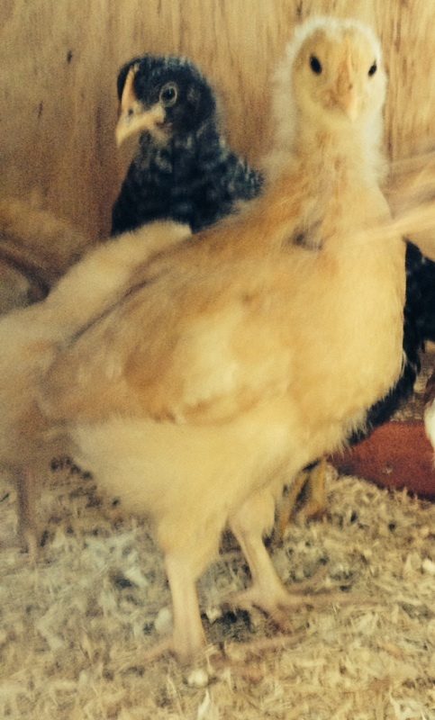 Bertie (BO) looking suprised with Ruth (Barred PR) in the background