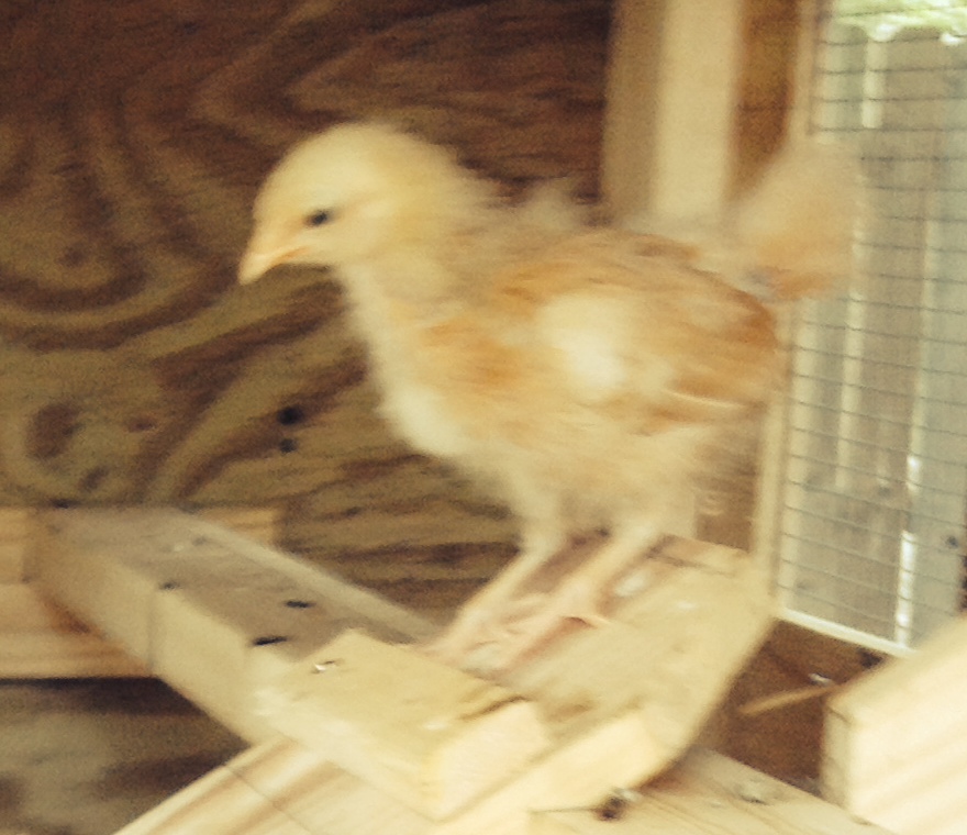 Bertie (BO) on the roost