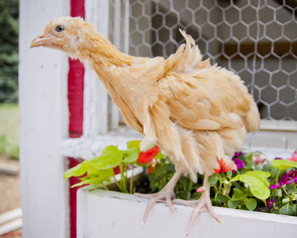 Bertie, Buff Orpington