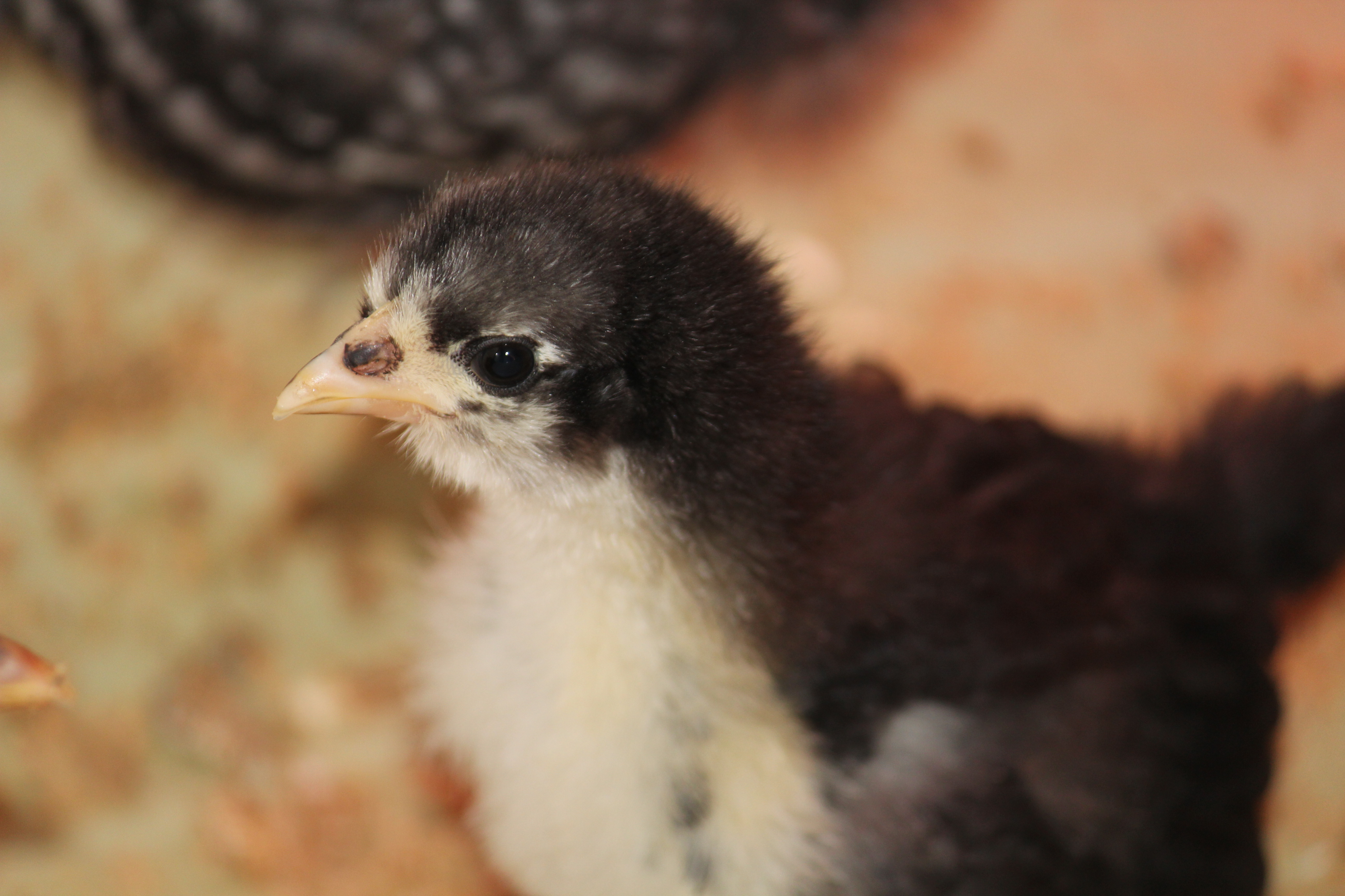 Bertie, the black maran