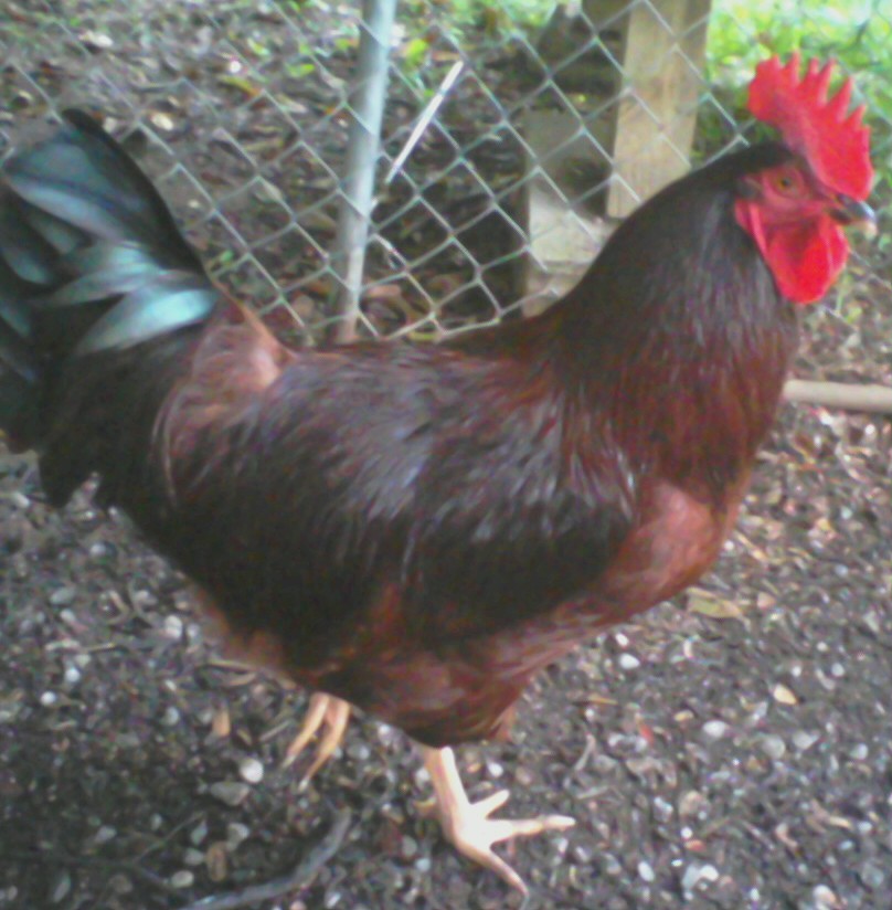 Bertrum, our rooster, is probably the favorite.