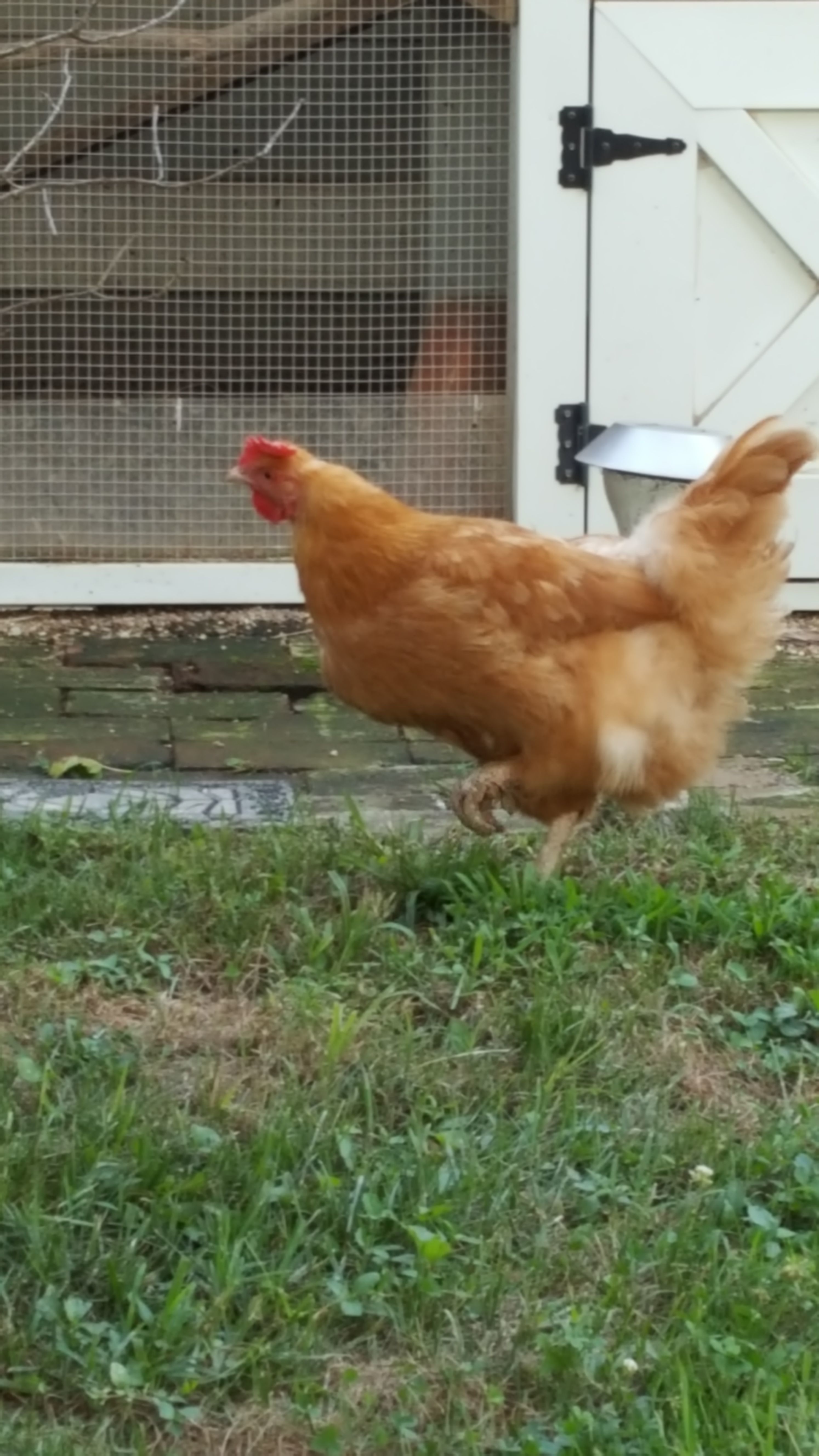 Bess a buff Orpington,  age 1