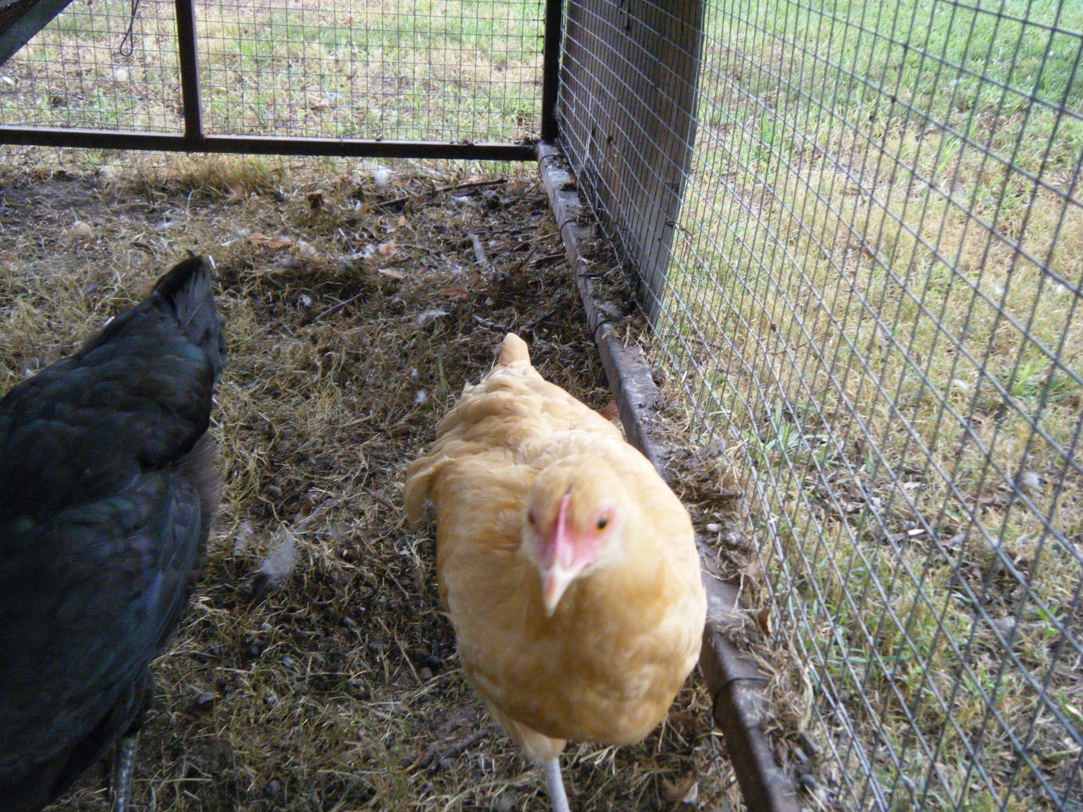 Bess again.