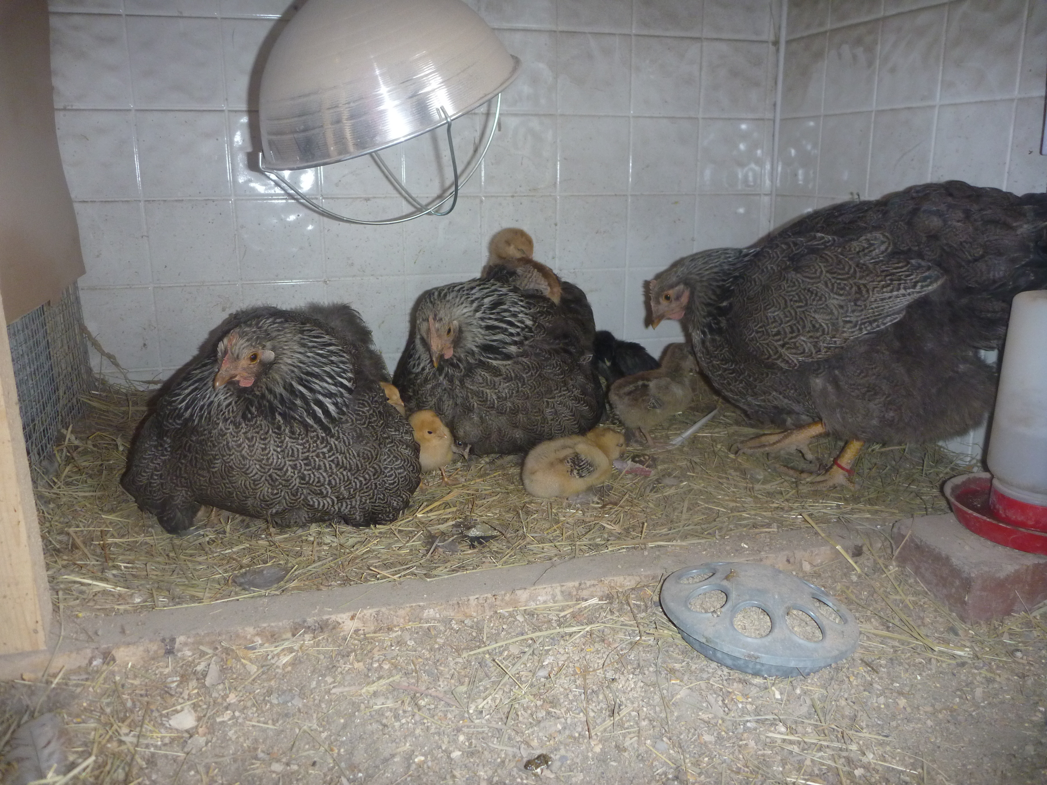 Bess, Connie and Frannie