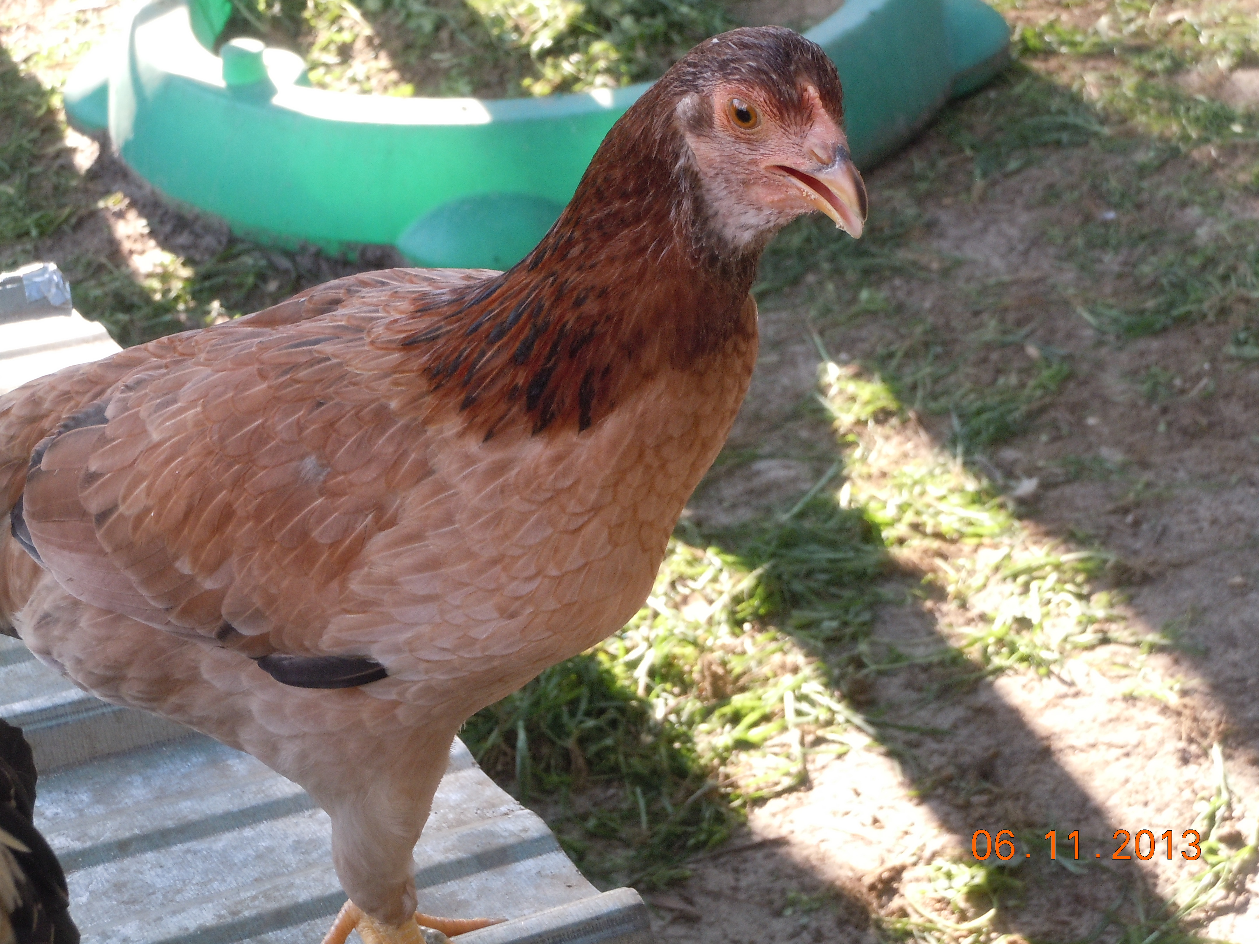 Bessie, a gam hen, @ approx 18 weeks