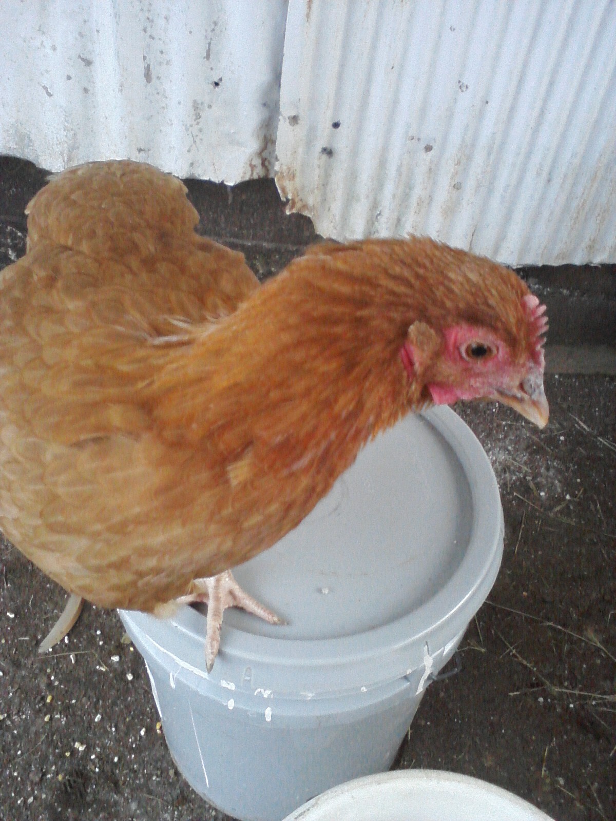 Bessie on a bucket.