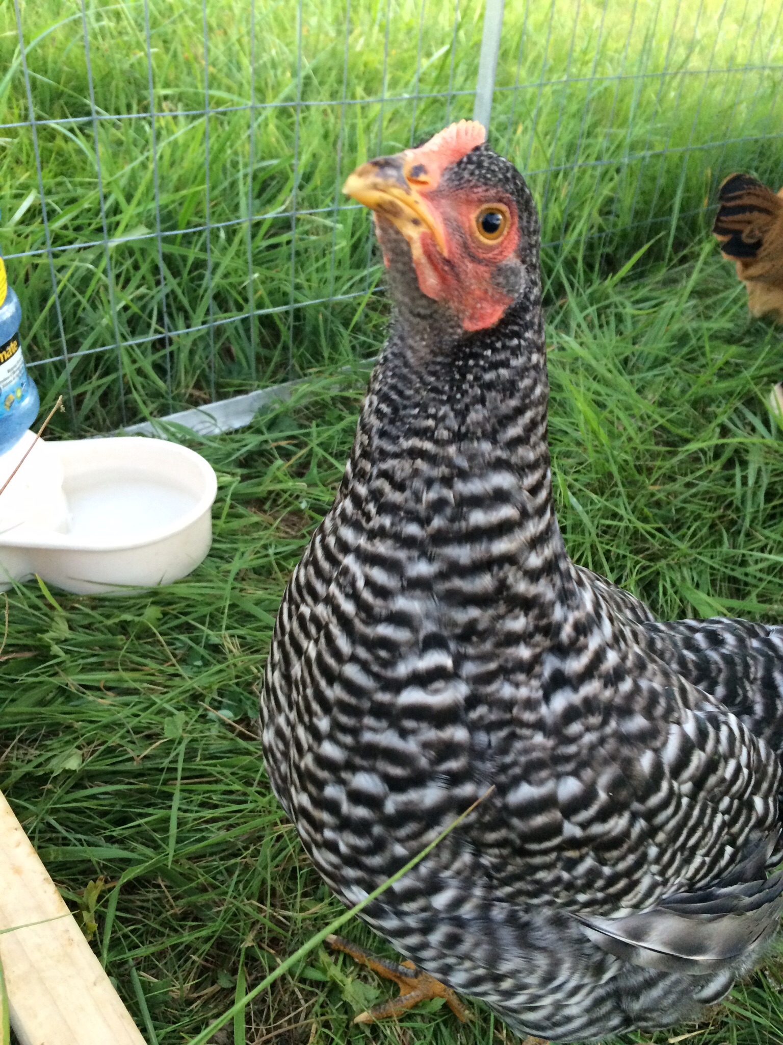Bessie