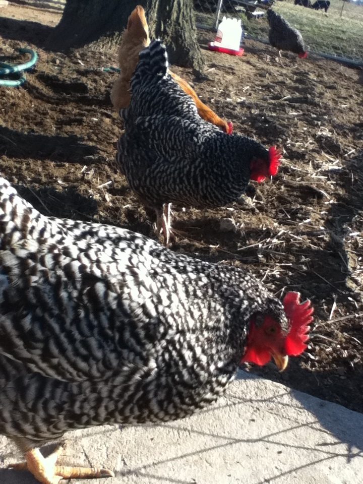 Bessy (front), Clover (back), and Delilah (orange).