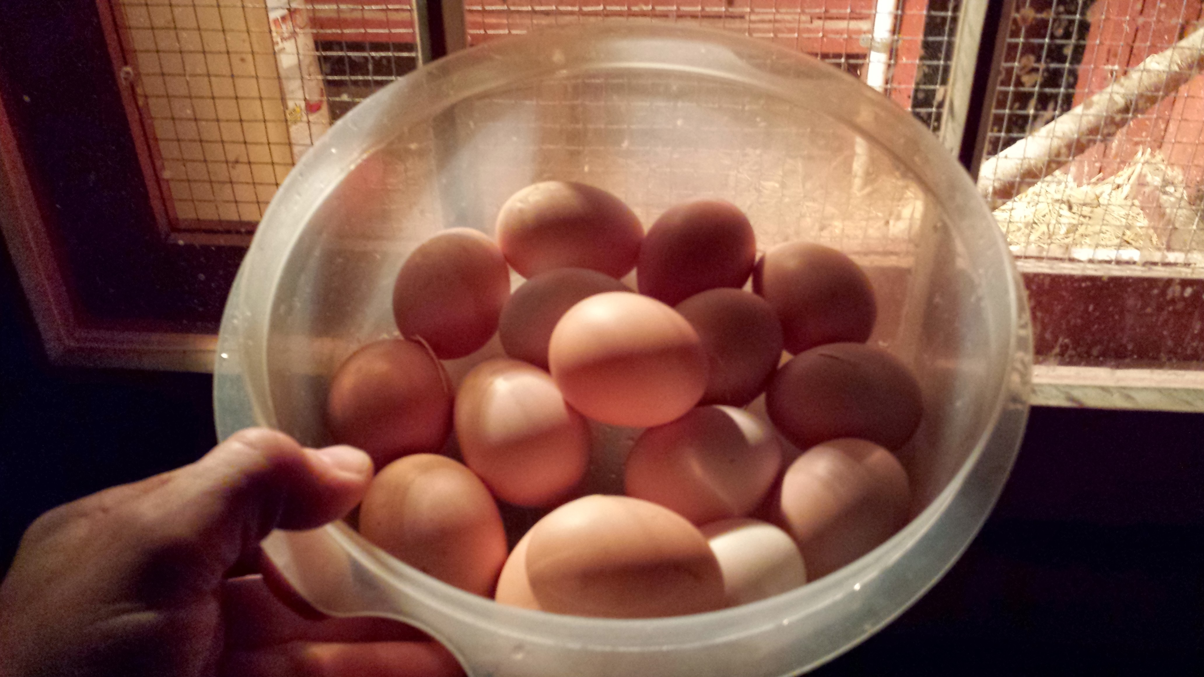 Best day this year (2013) was 16 eggs in a day... from 11 hens!