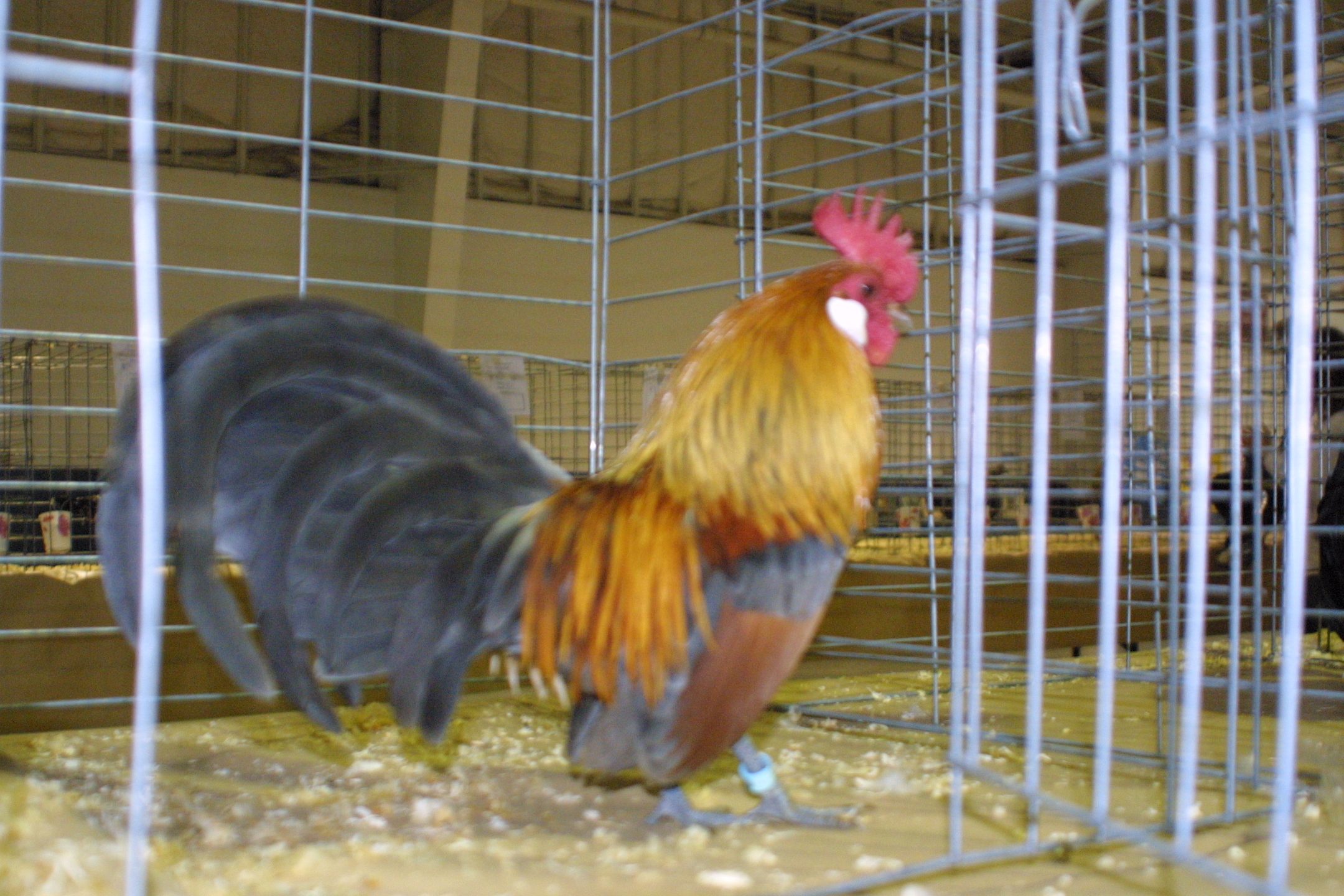 Best In Show, Best Cockerel, Best Bantam, our Blue Light Brown Dutch, at recent 4-H show.  We bred his parents and hatched this guy out!