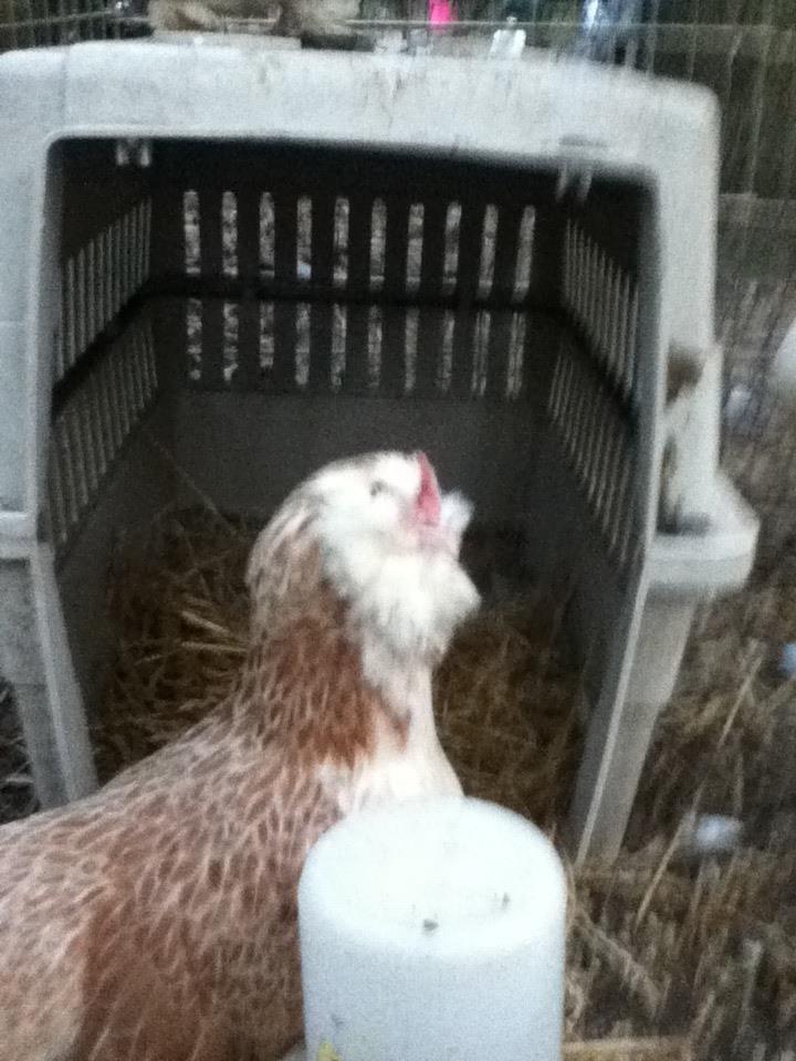 best in show state fair bantam faverolle